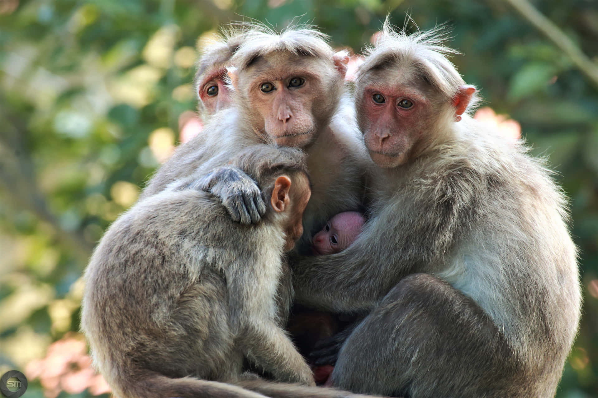 Macaque Family Embrace Wallpaper