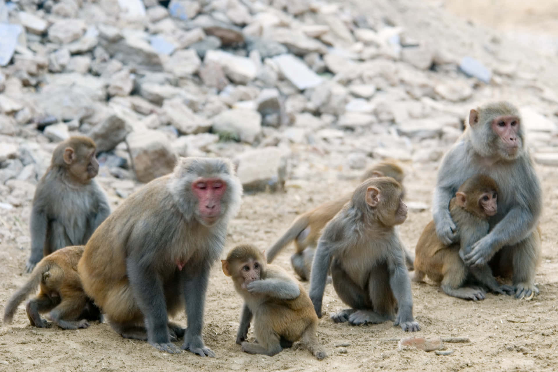 Macaque Family Gathering.jpg Wallpaper