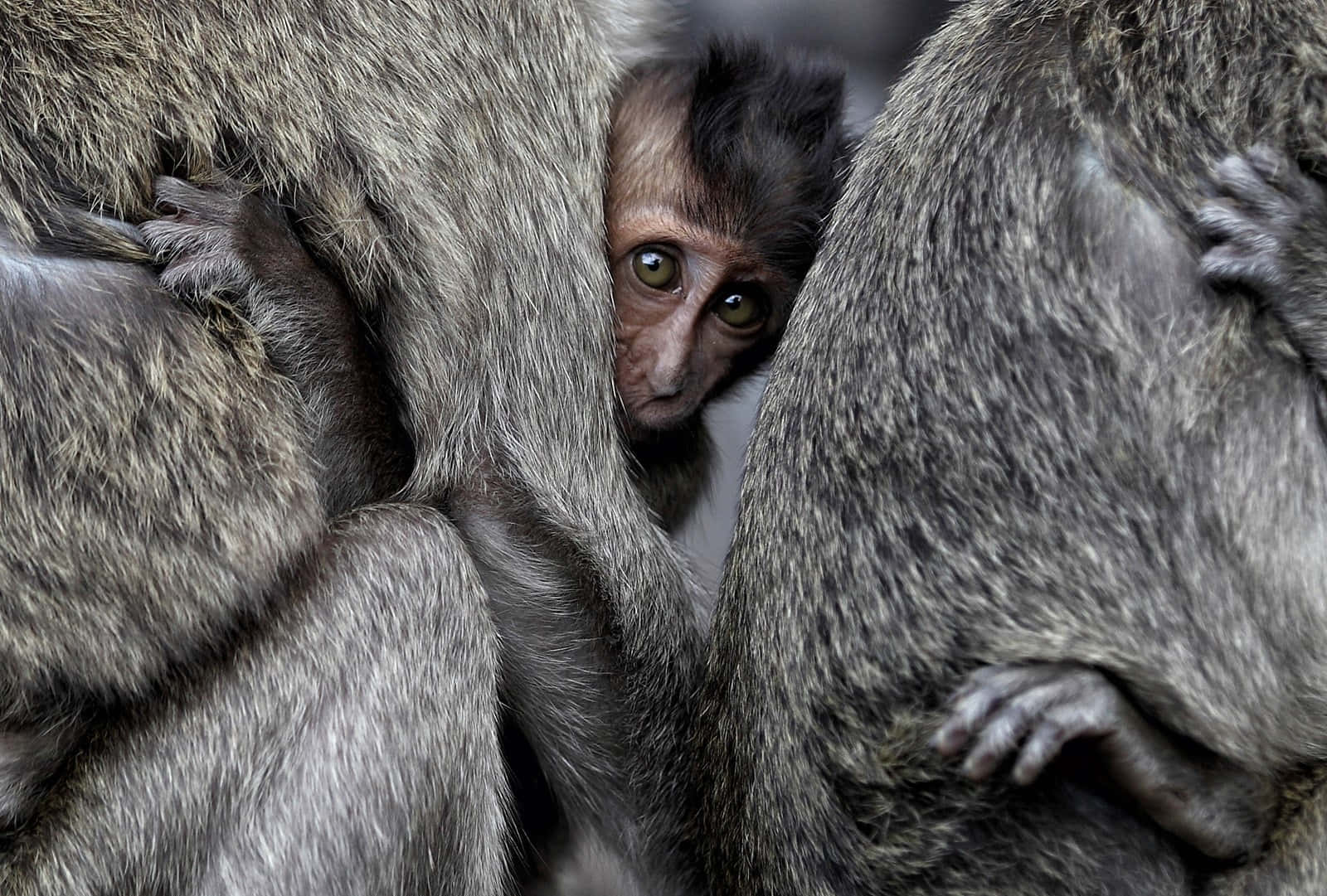 Macaque Infant Peeking Through Adults Wallpaper