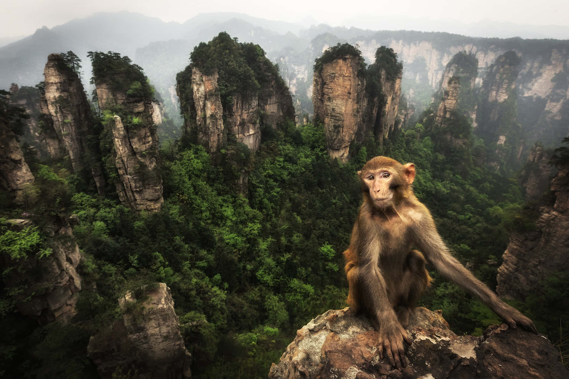 Macaque_ Majesty_ Amidst_ Mountains Wallpaper