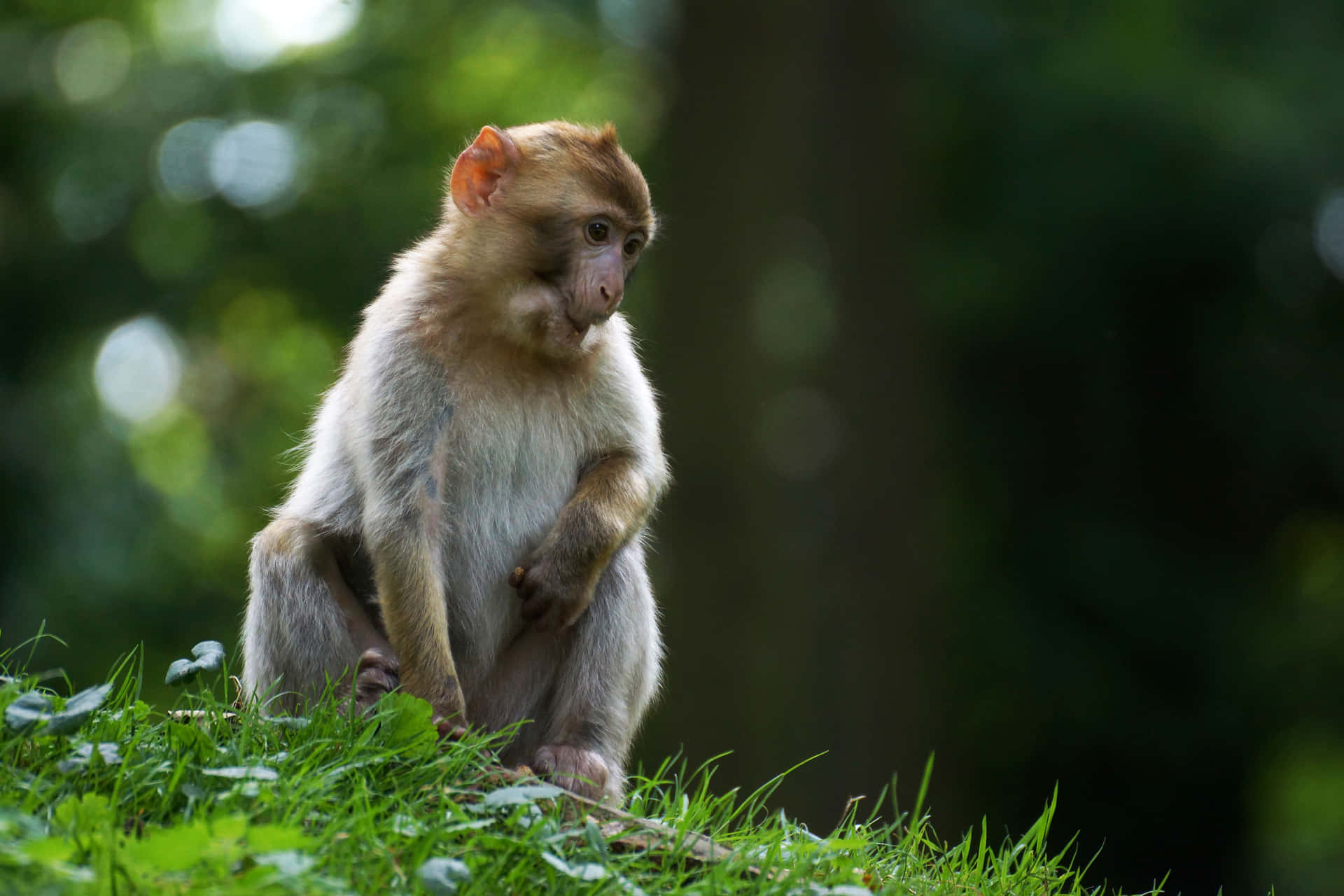 Macaque Monkeyin Natural Habitat Wallpaper