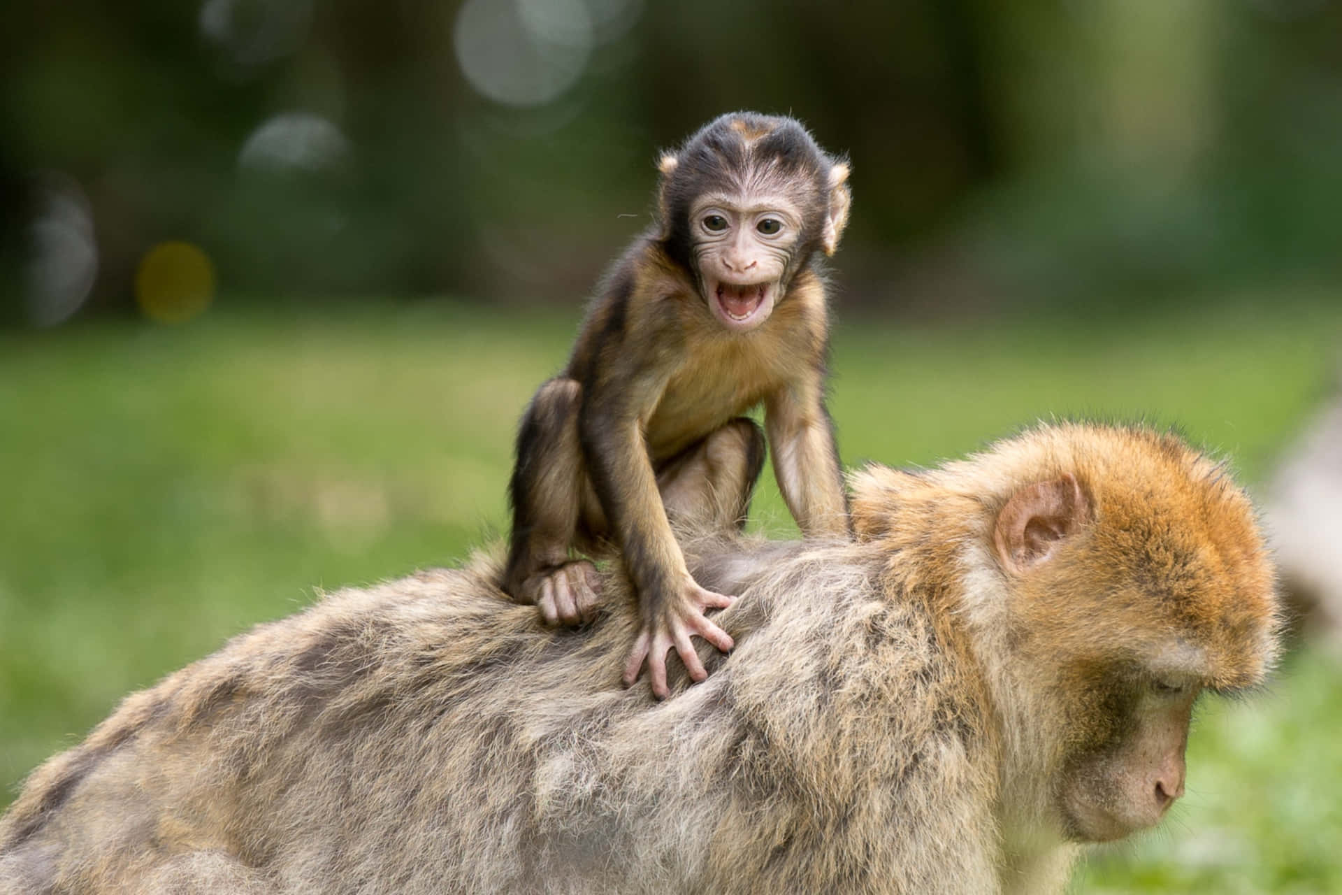 Macaque Motherand Baby Wallpaper