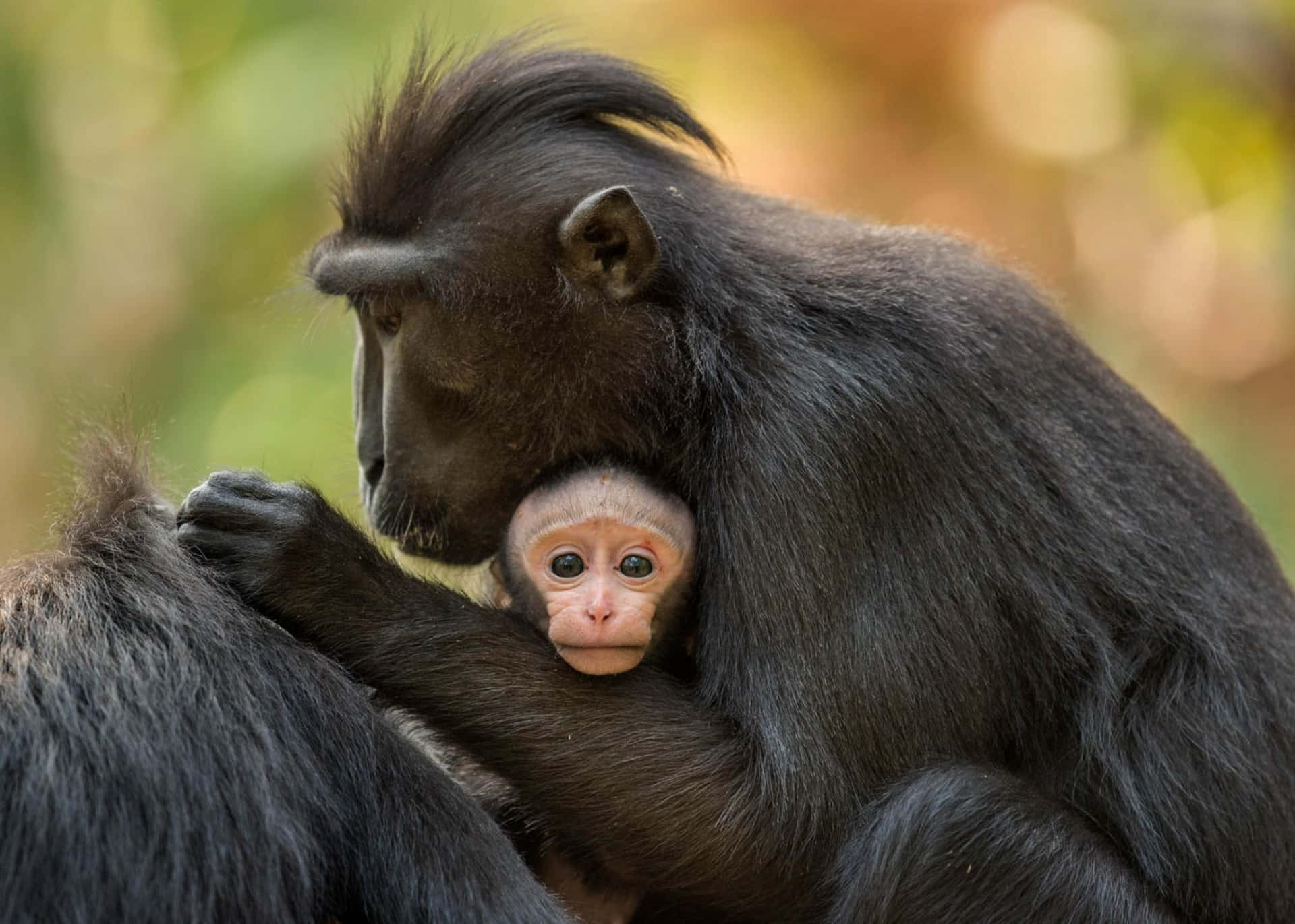 Macaque Motherand Infant Wallpaper