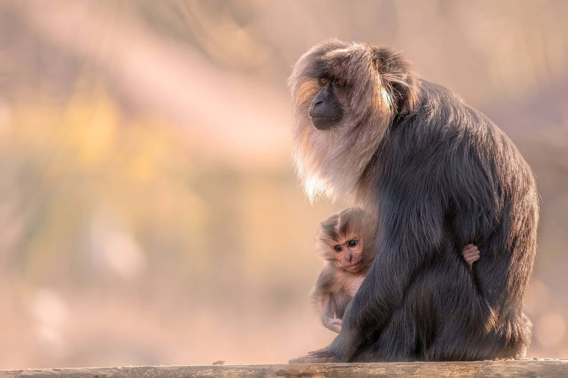 Macaque Motherand Infant Bonding Wallpaper