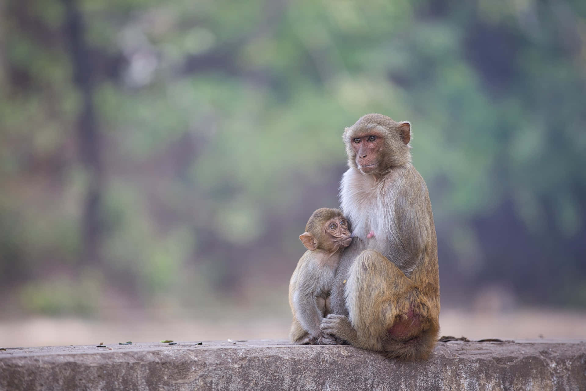 Macaque Motherand Infant Bonding Wallpaper