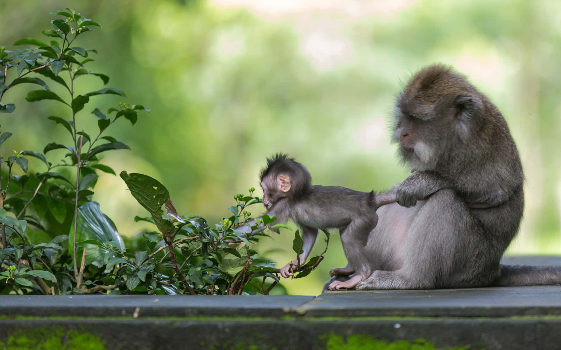 Macaque Motherand Infant Exploring Wallpaper