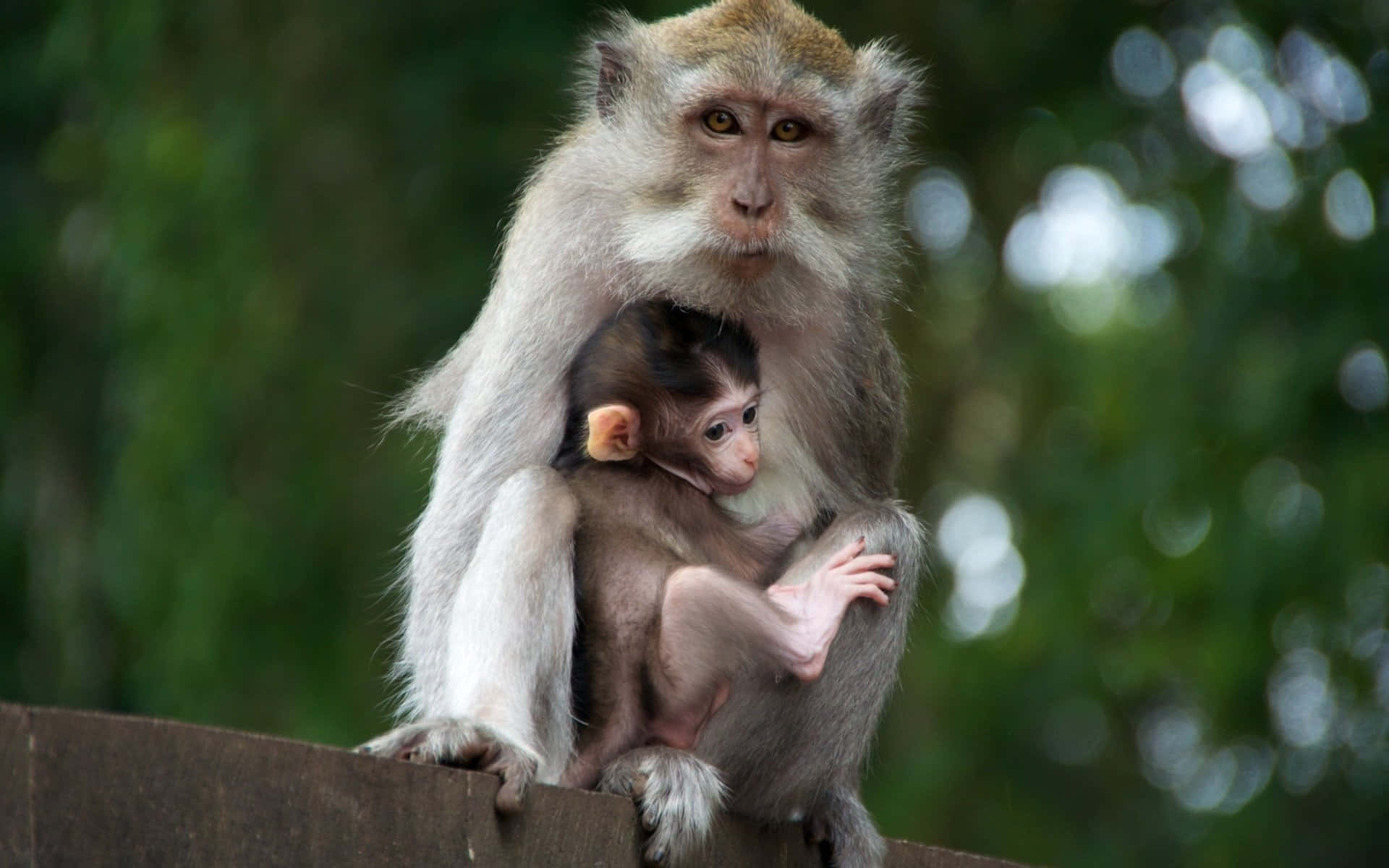 Macaque Motherand Infant Wallpaper