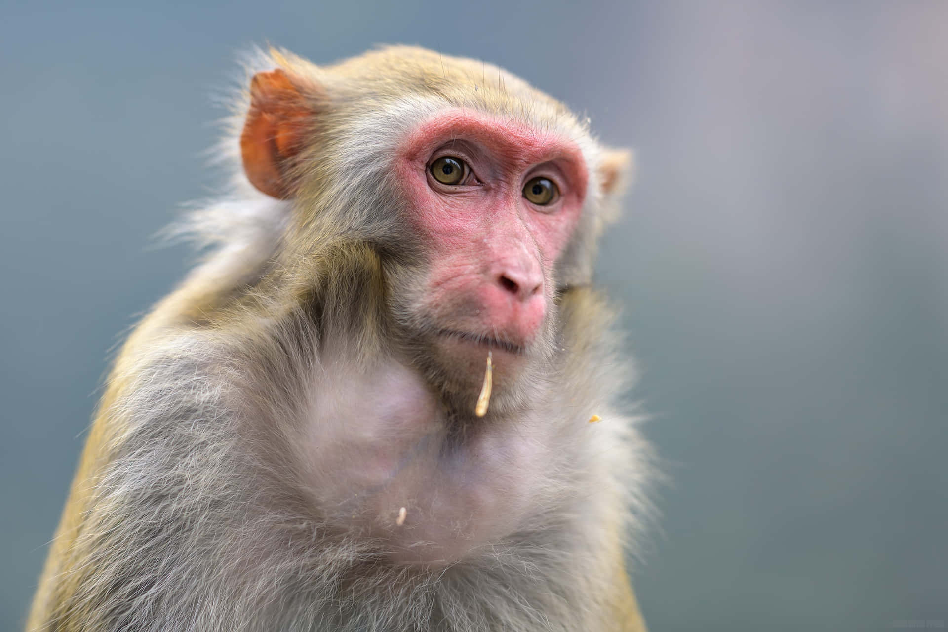 Macaque Munching Moment.jpg Wallpaper