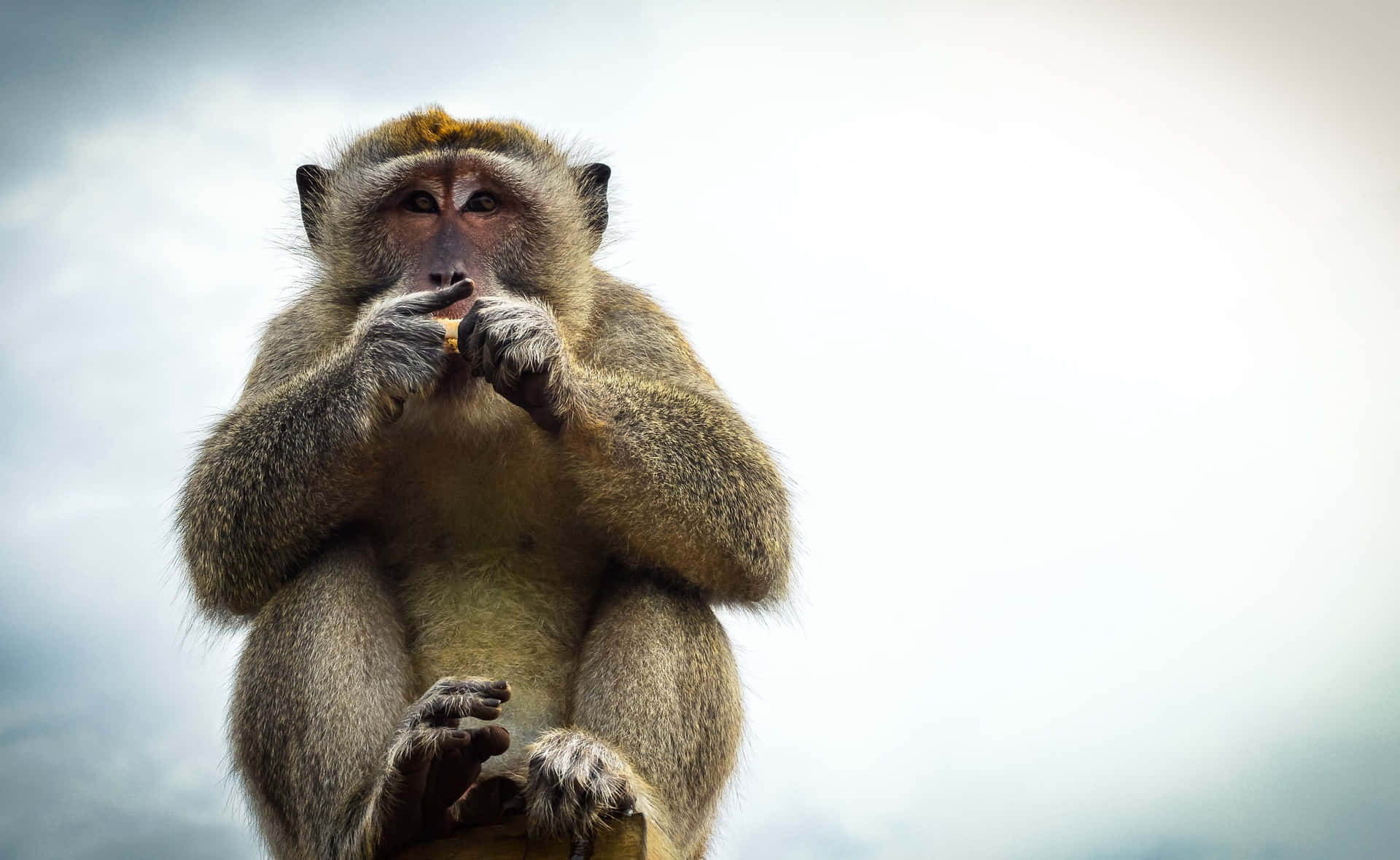 Macaque_ Munching_ Treats Wallpaper