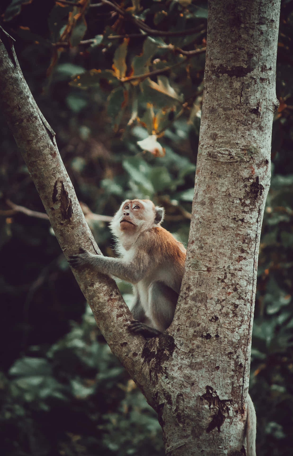 Macaque_ Perched_in_ Tree Wallpaper
