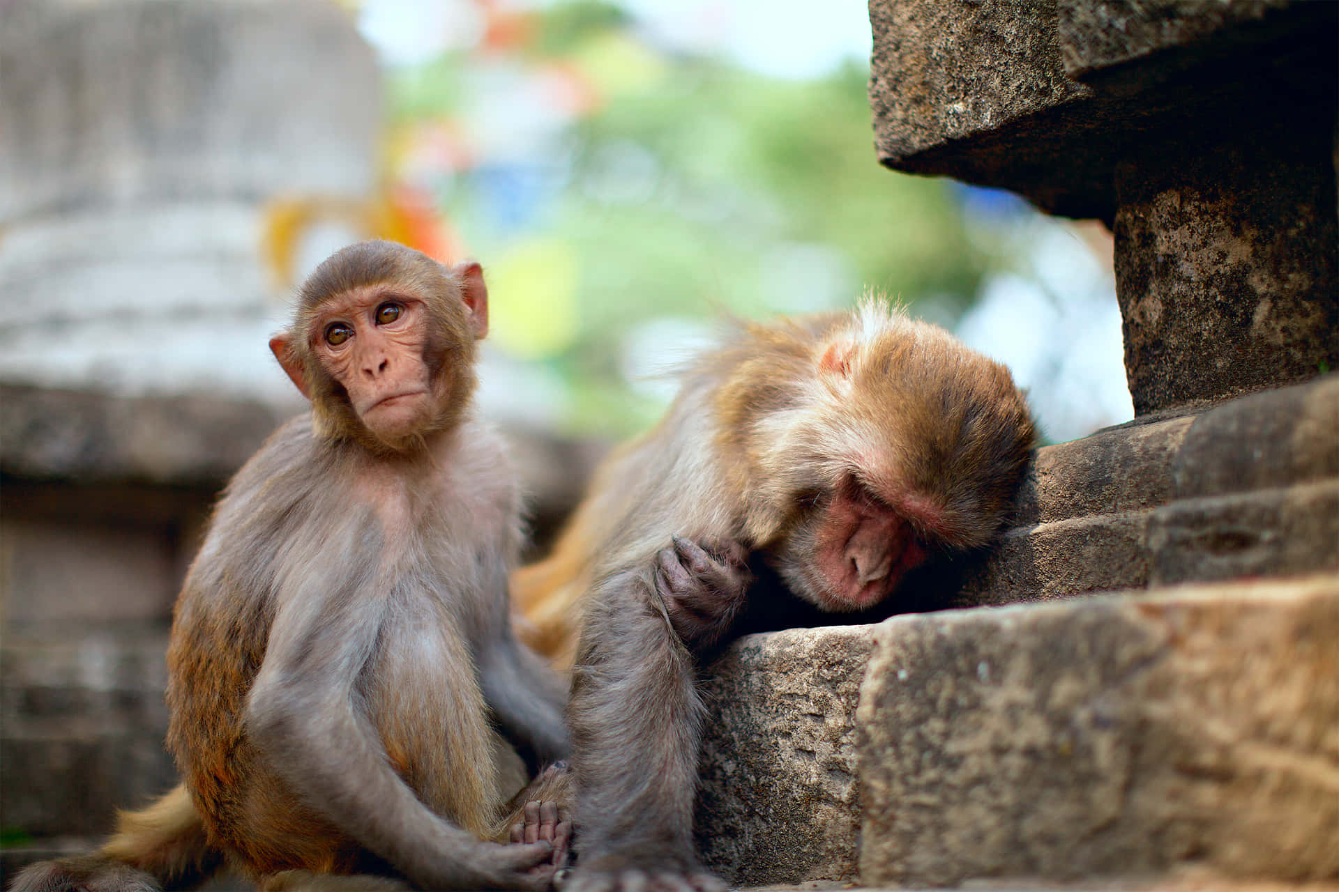 Macaques Restingon Stone Steps Wallpaper