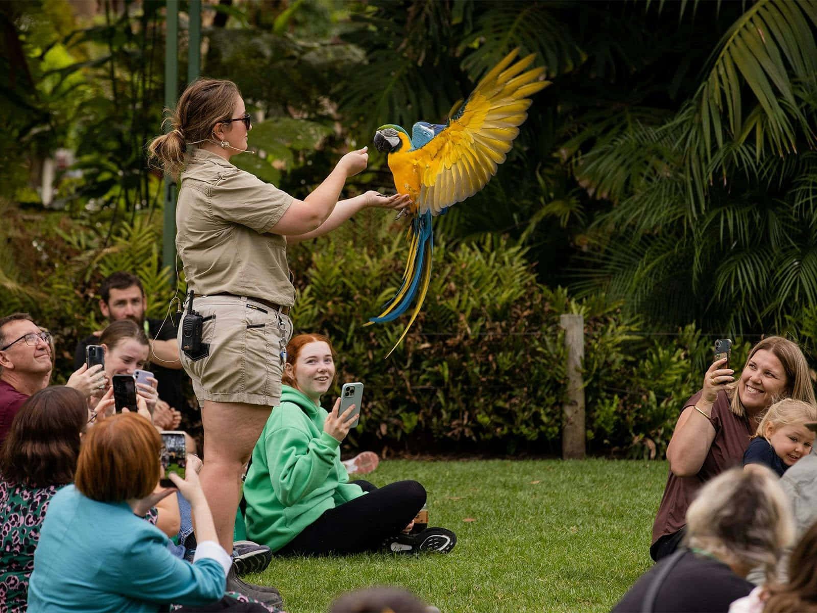Macaw Flight Demonstration Adelaide Zoo Wallpaper