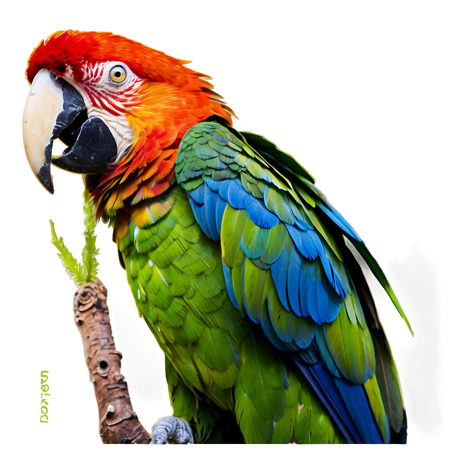 Macaw Parrot Bird Png 05032024 PNG
