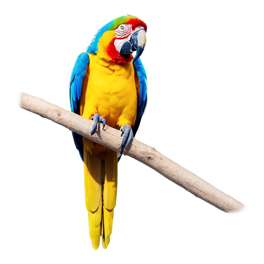 Macaw Parrot Bird Png Xep36 PNG
