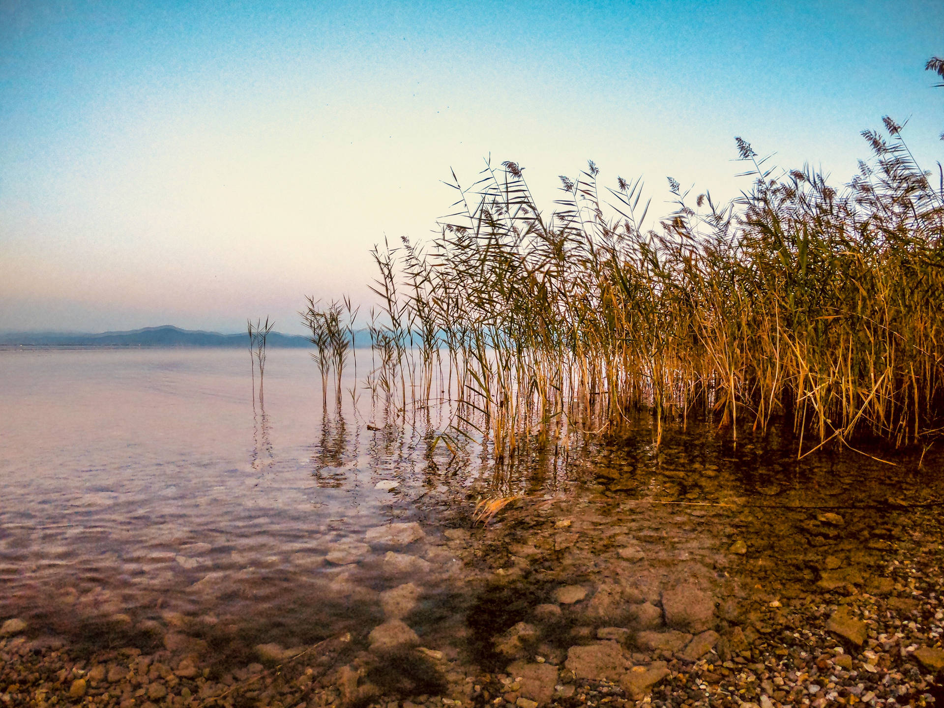 Macedonia Lake Ohrid Grasses