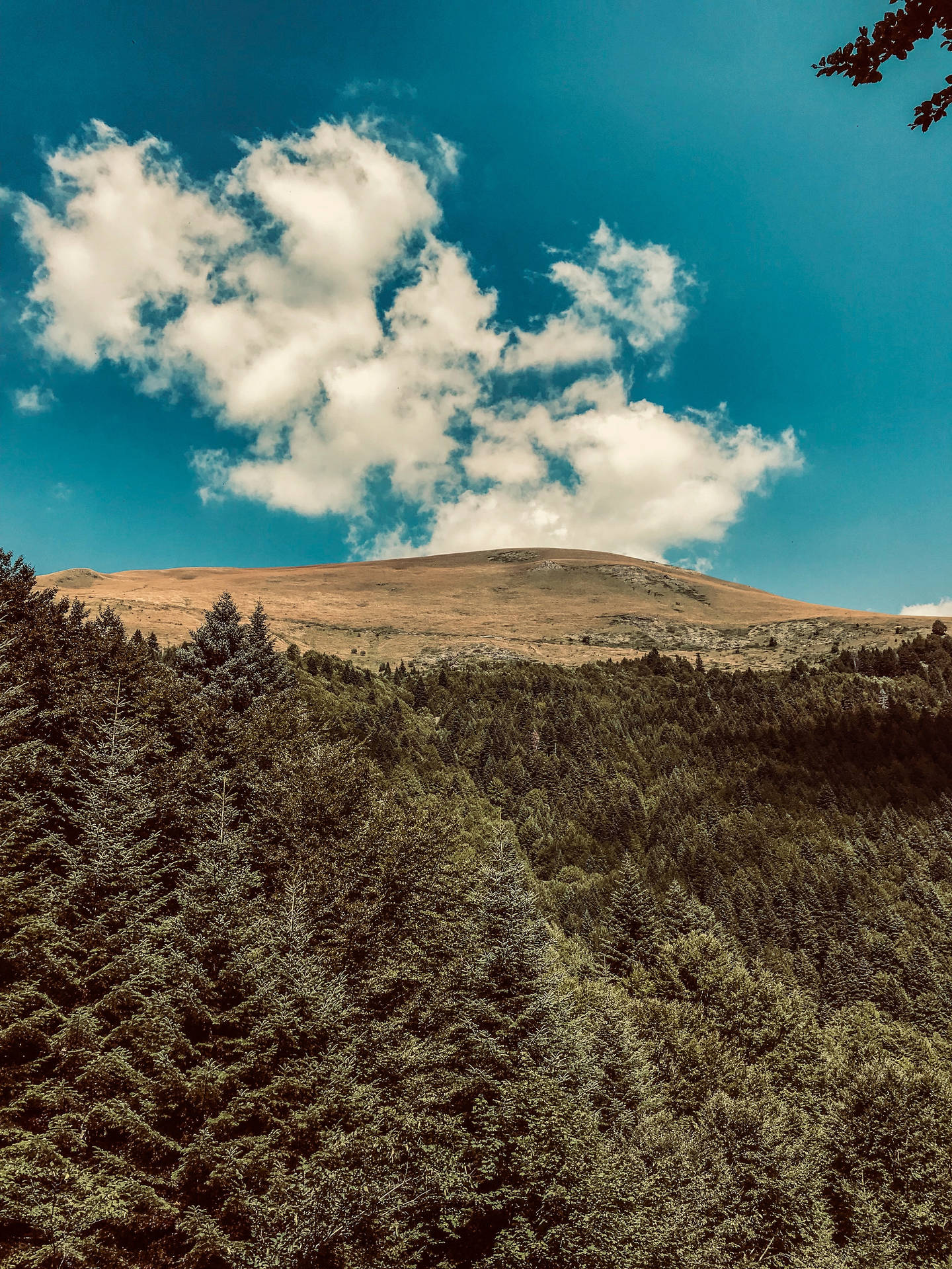 Macedonia Sar Mountain Trees Background
