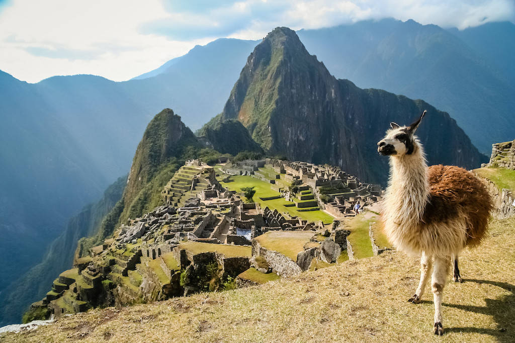 Llamade Machu Picchu Parada Al Borde De Una Montaña. Fondo de pantalla