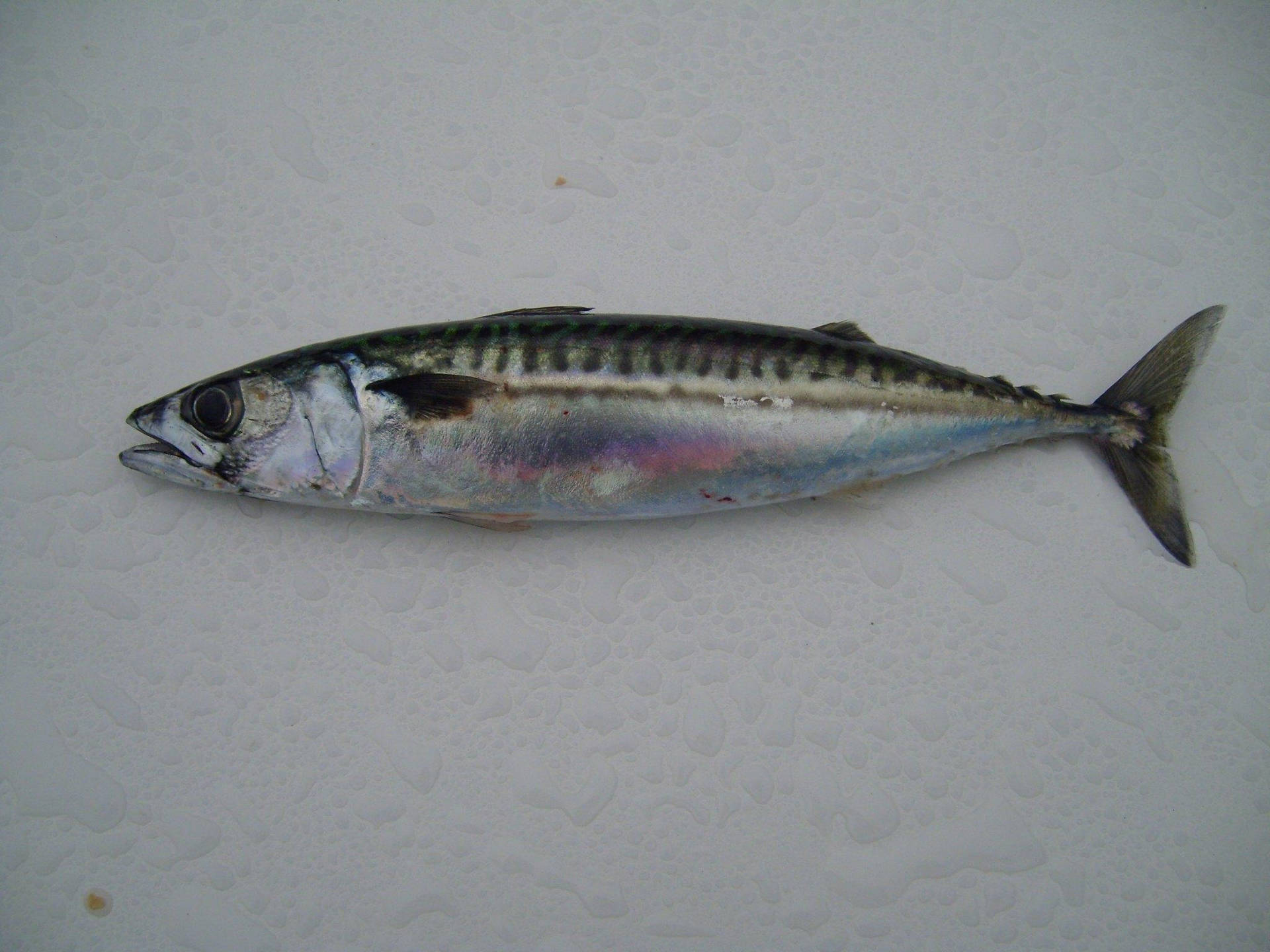 Makrel fisk på hvidt havskygge baggrunde Wallpaper