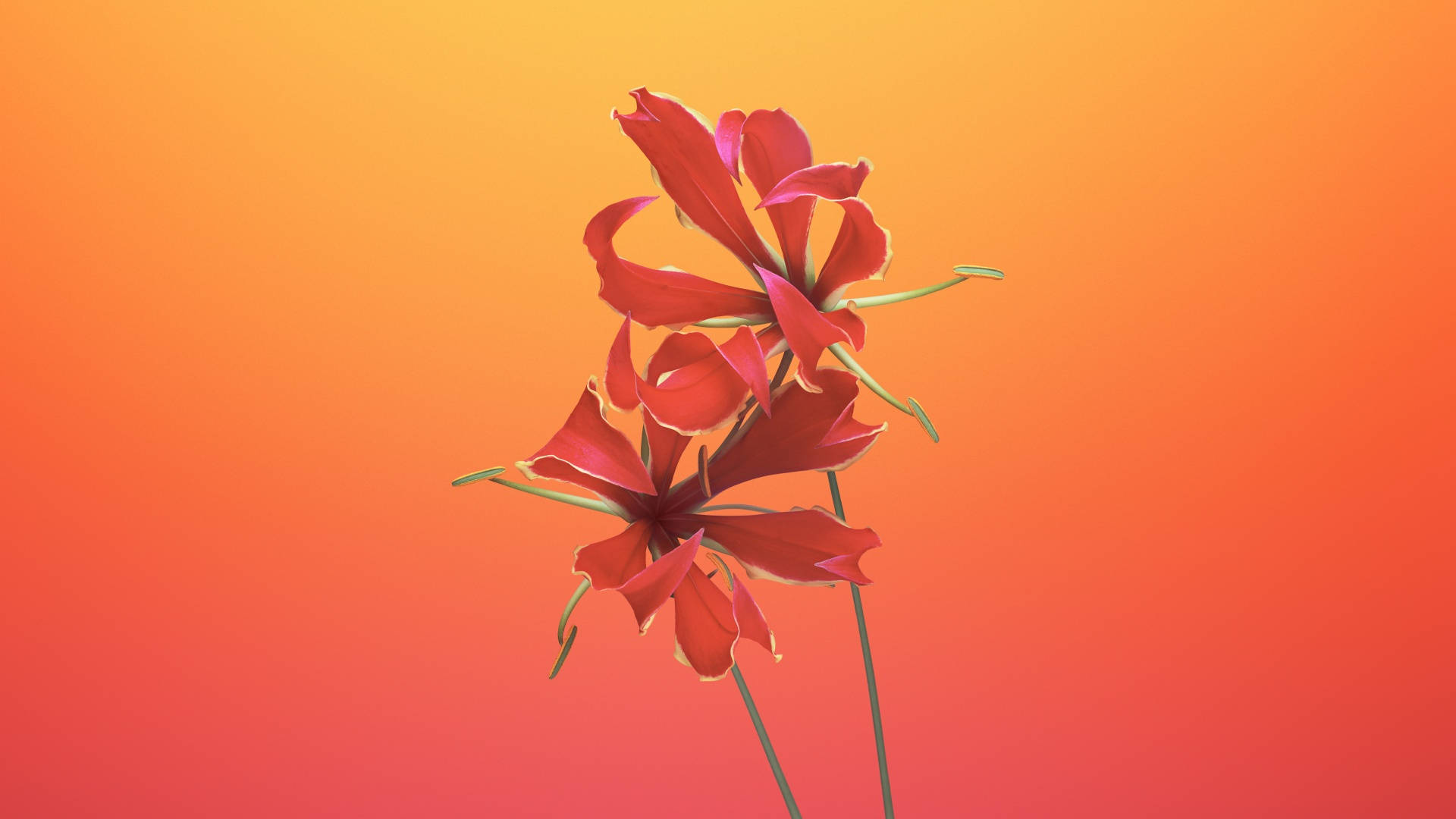 MacOS Mojave Flame Lily Wallpaper