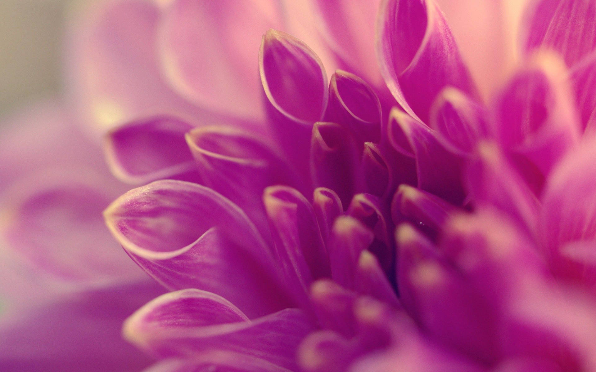 Macro Flower Photograph Of Curled Petals Wallpaper
