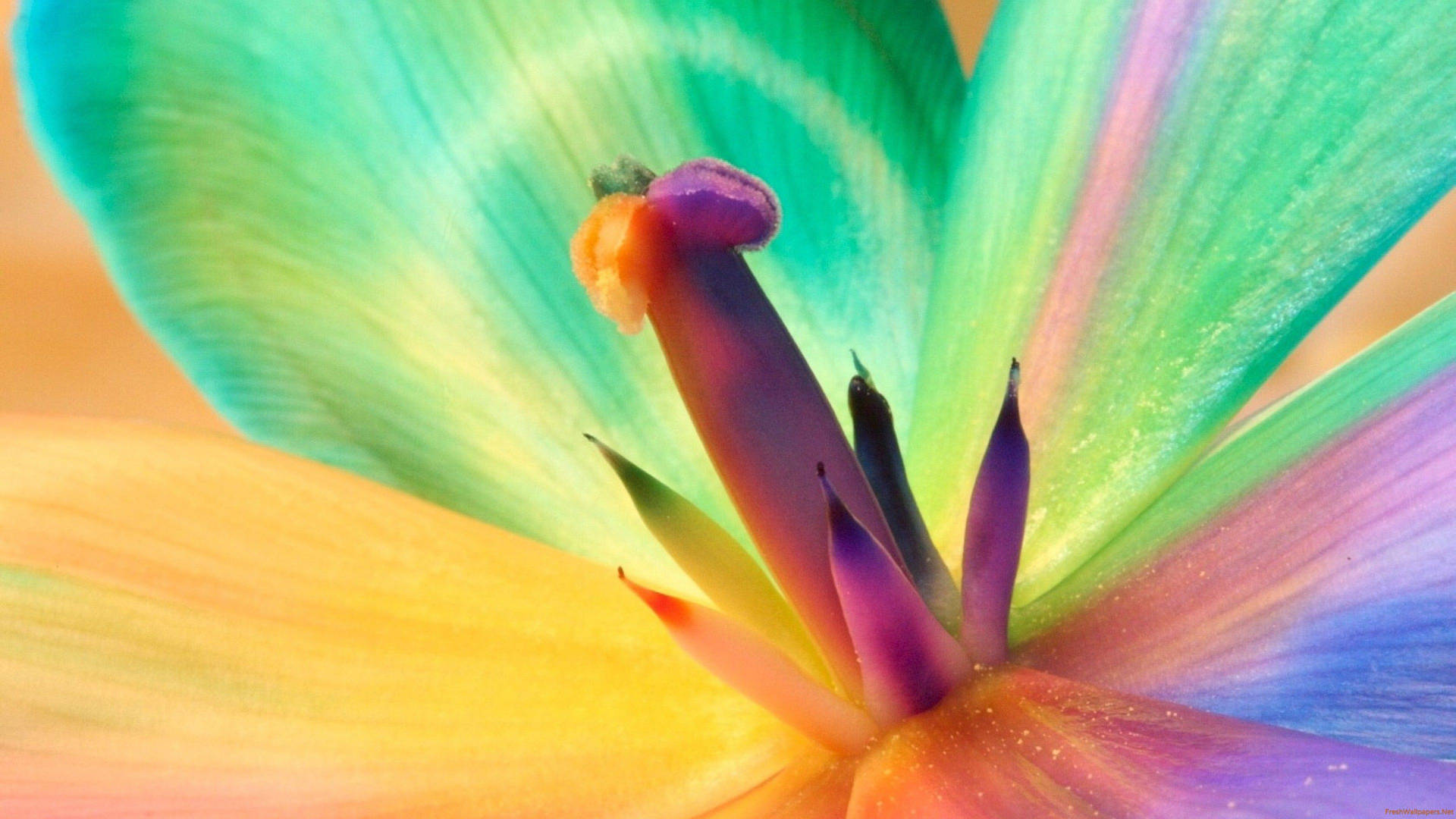 Makroblumemit Neonfarbenen Blütenblättern Wallpaper