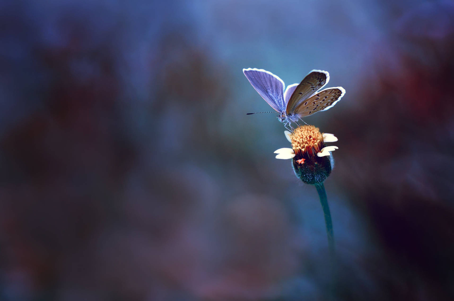Macro Flower With Purple Butterfly