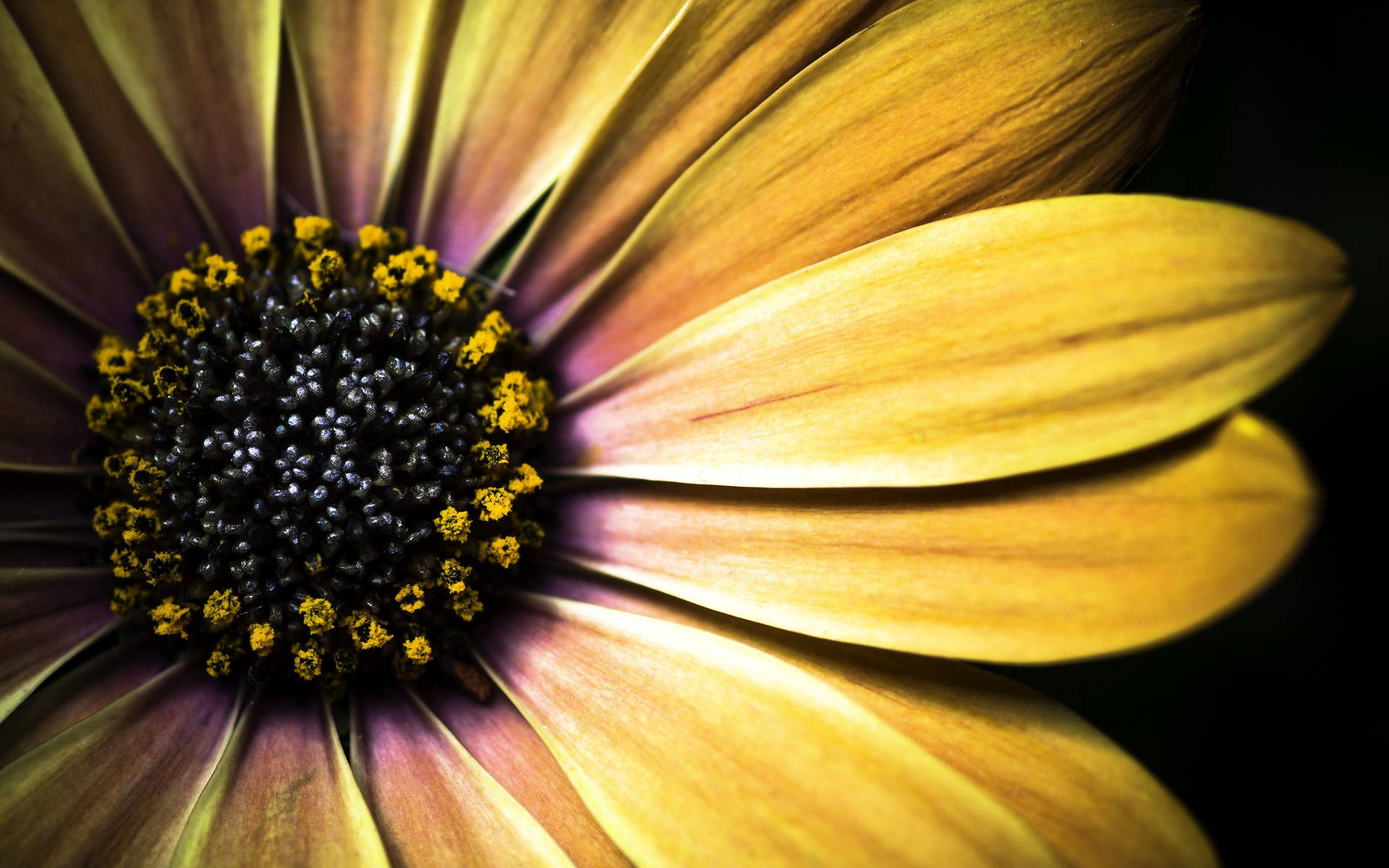 Macro Flower With Shaded Yellow Petals Wallpaper