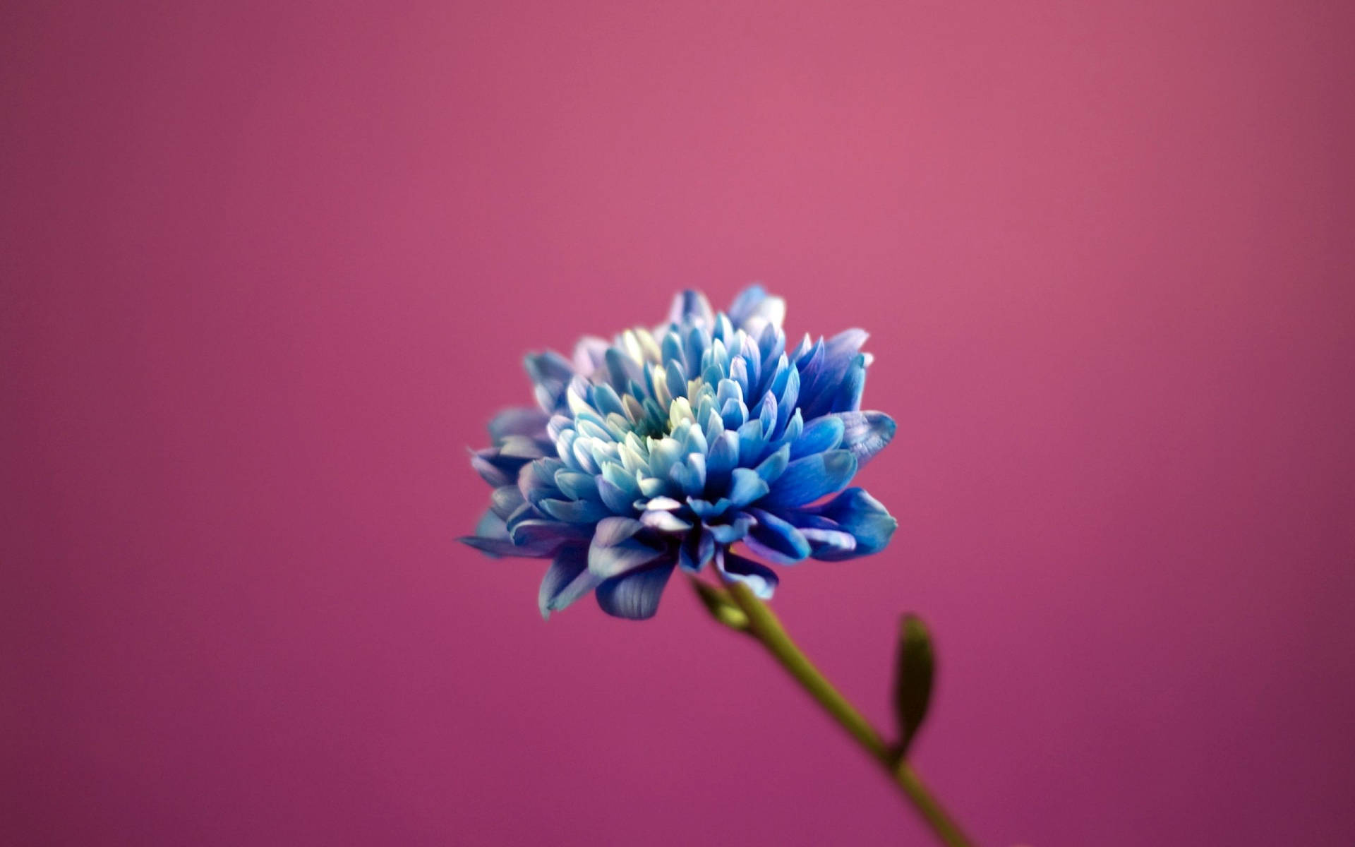 Macro Flower With Shades Of Blue Wallpaper
