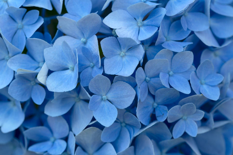 Macro Hydrangea Blue Color Hd Wallpaper