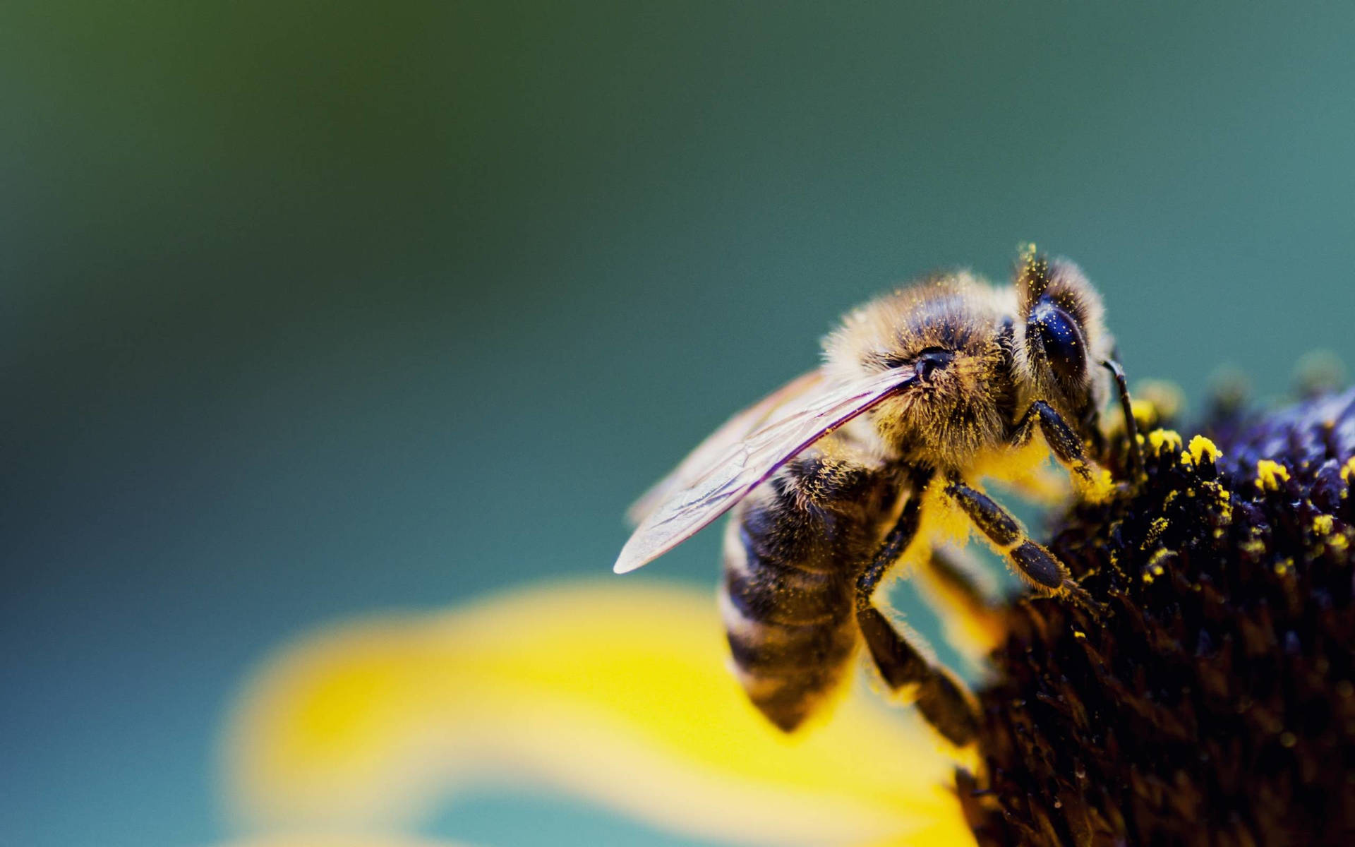 Macro Image Of A Bee Wallpaper