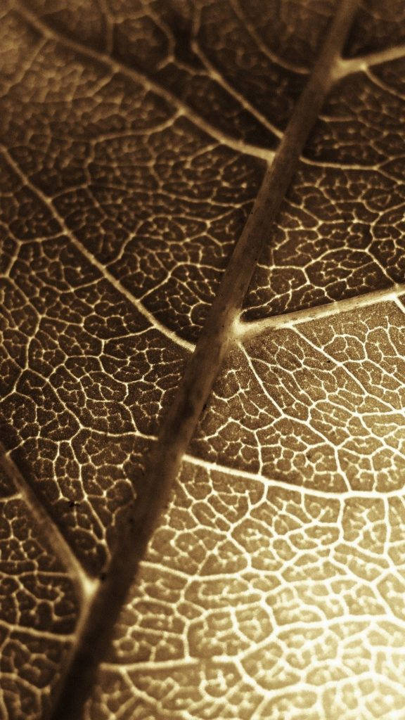Macro Leaf Brown Iphone Wallpaper