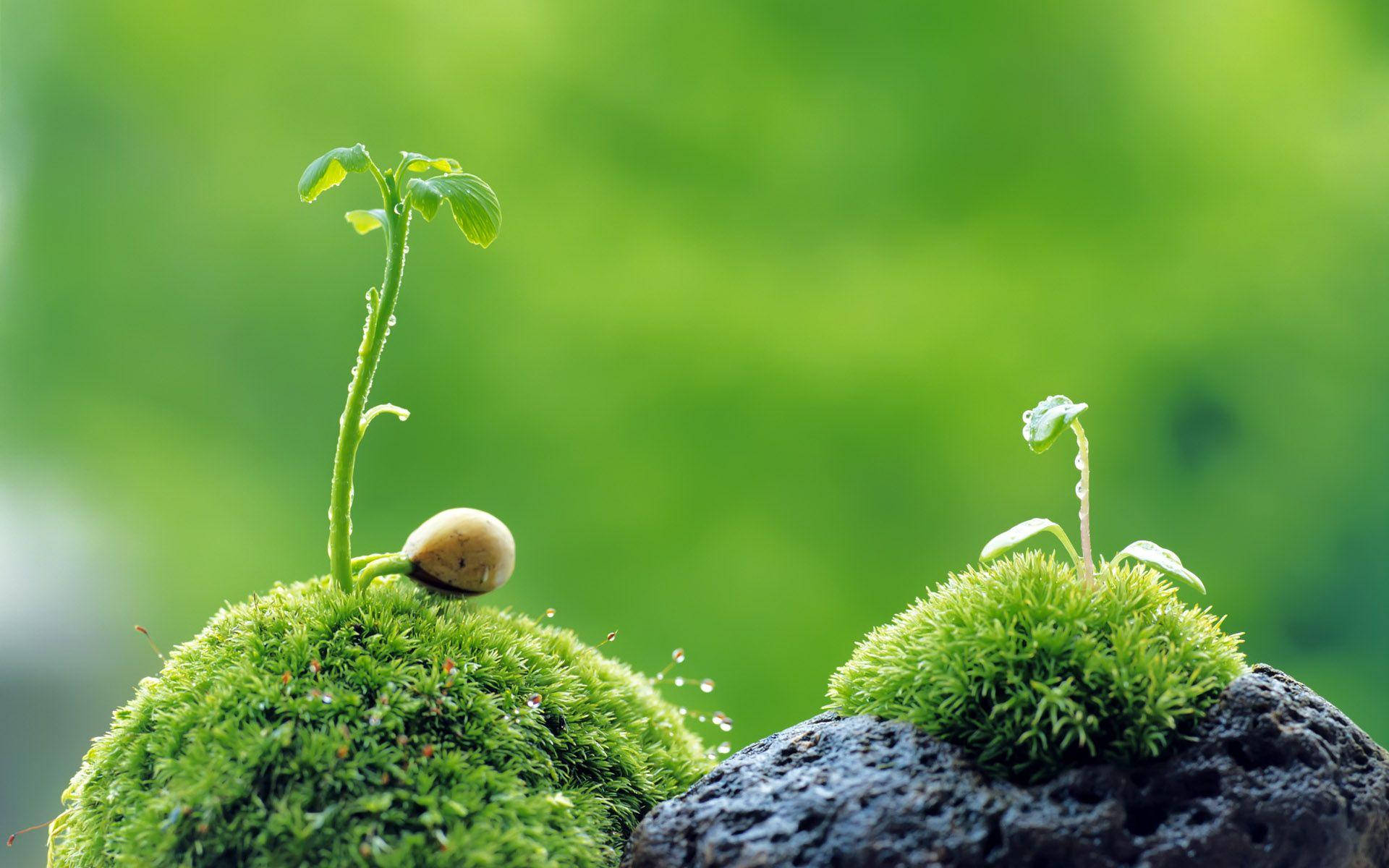 Download Macro Moss Budding Plants On Rock Wallpaper Wallpapers.com