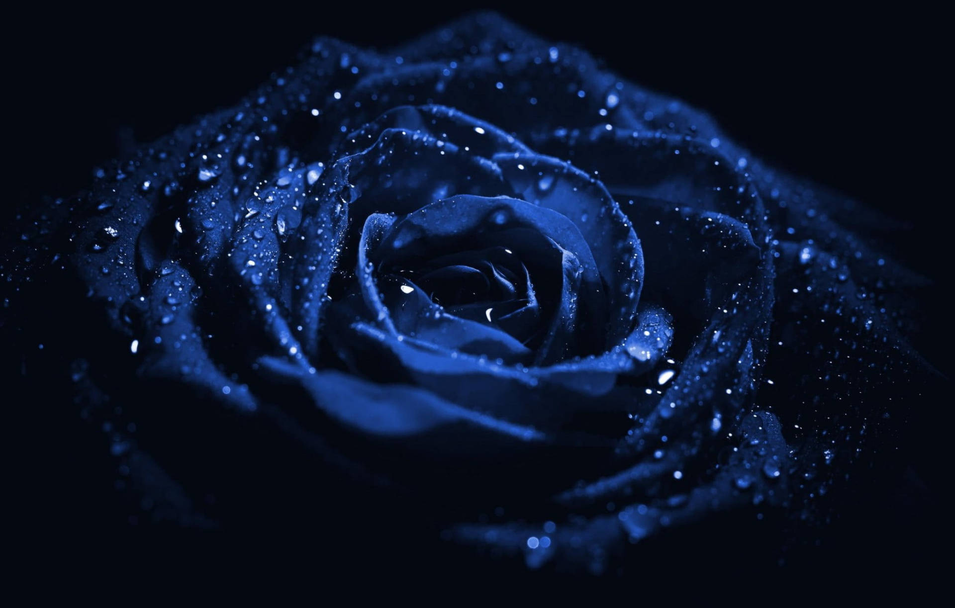 Macro Rose Aesthetic Dark Blue Hd Wallpaper