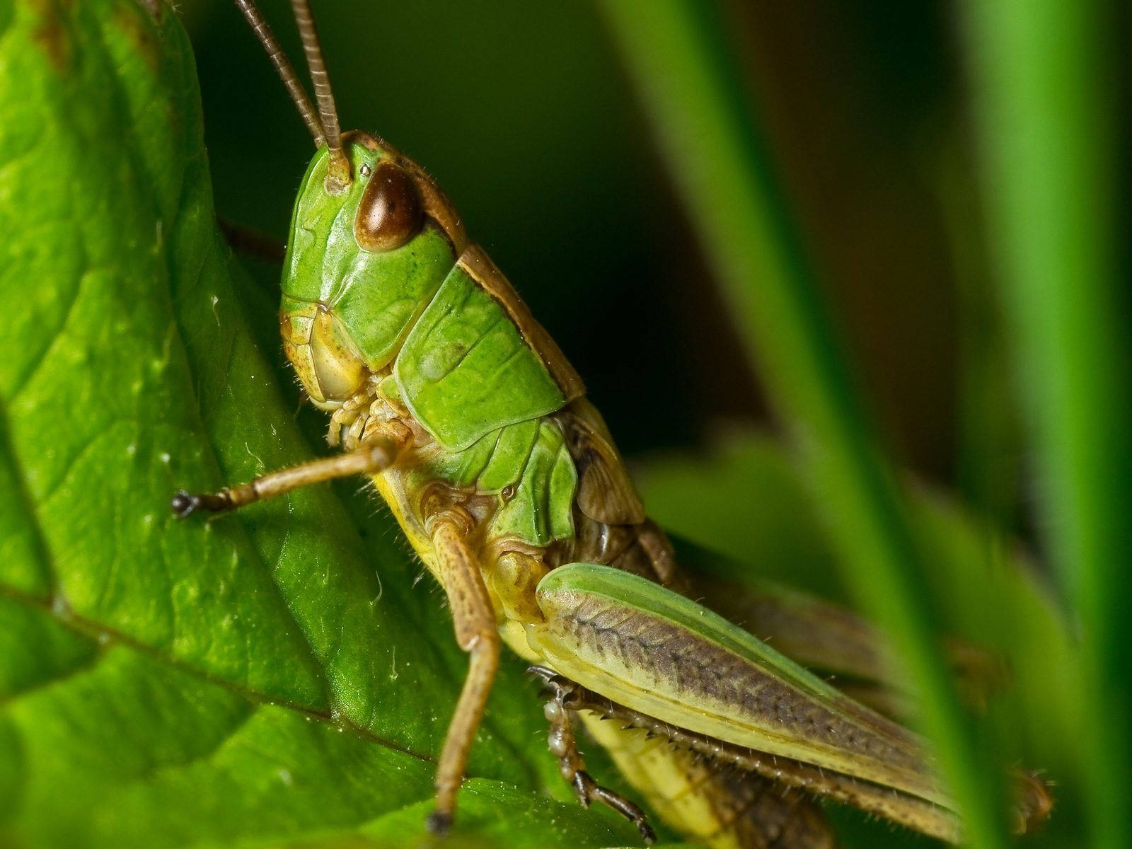 Macro Shot Grasshopper Wallpaper