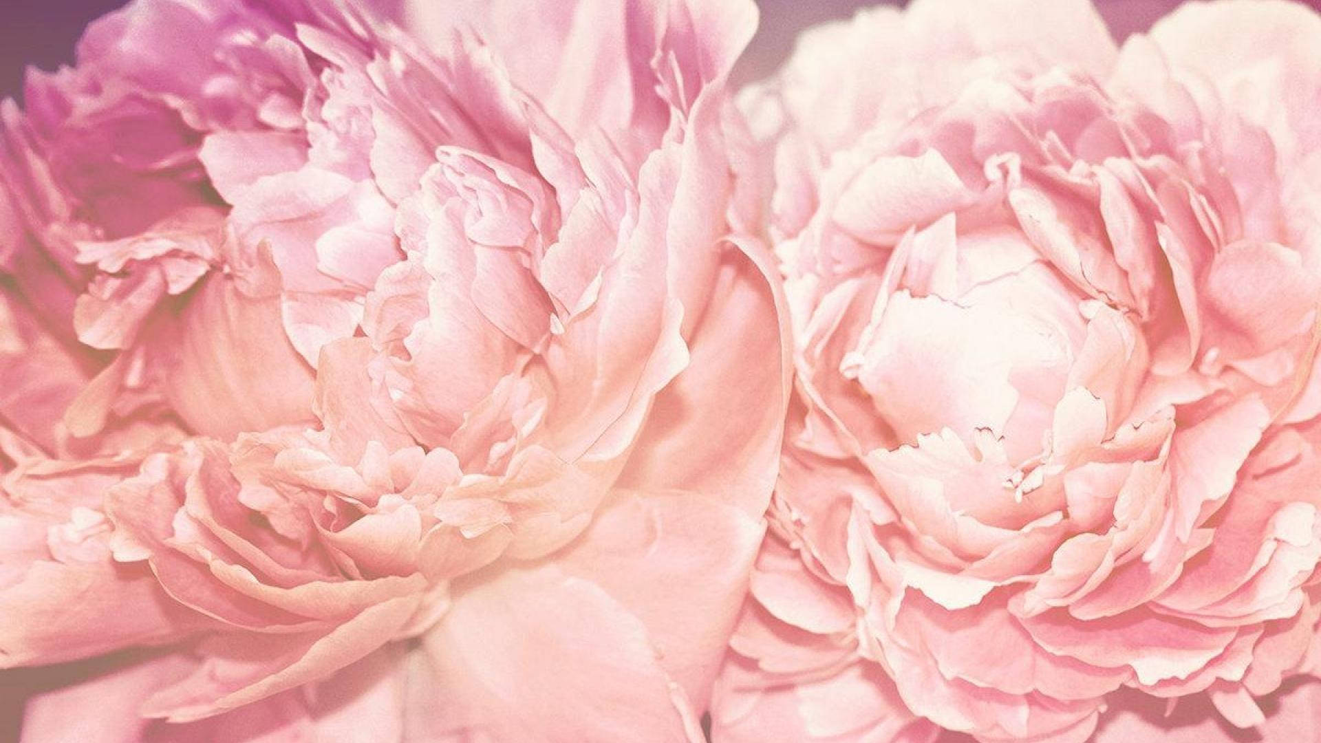 Macro Shot Of Pink Peony Flowers Wallpaper