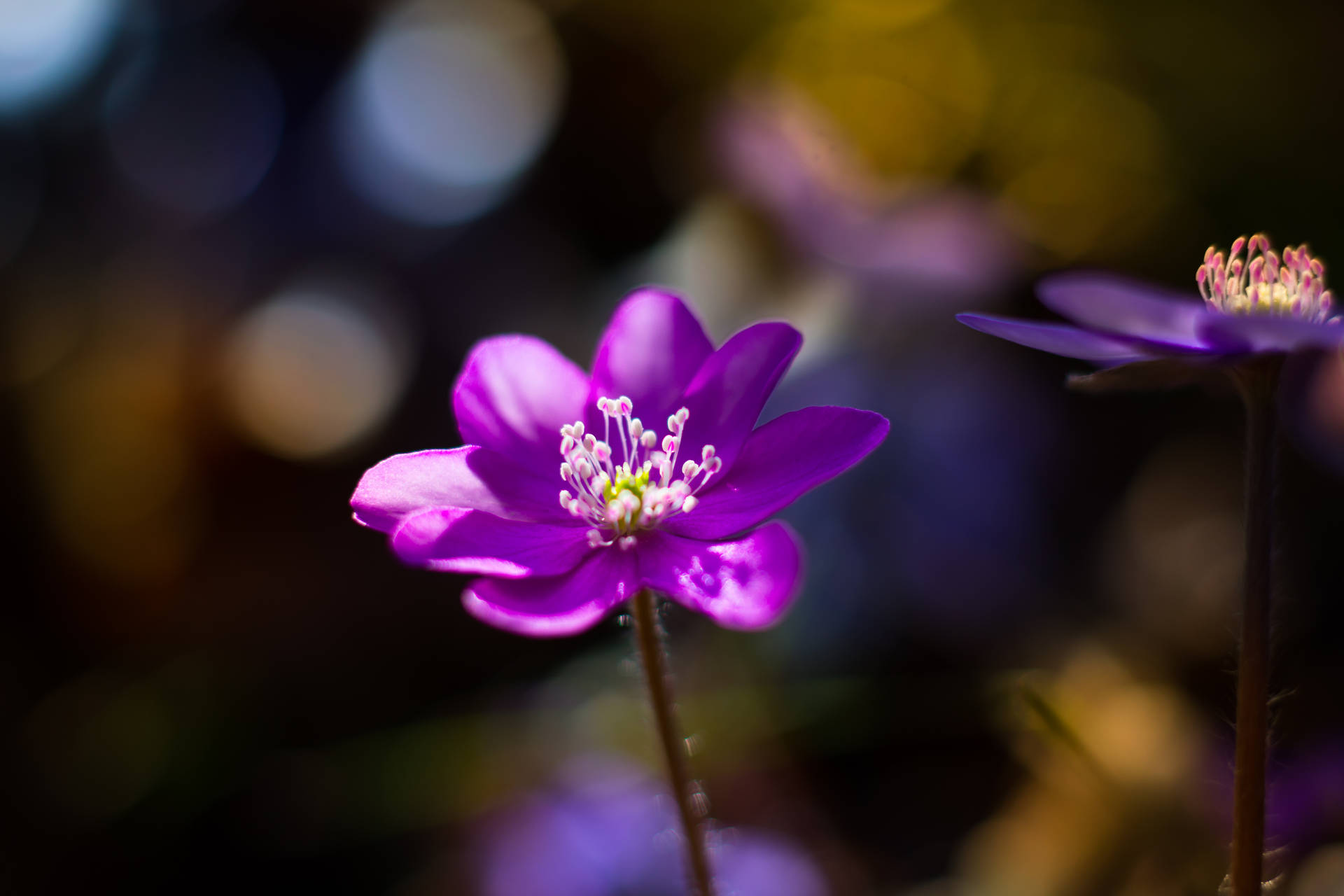 Macro Shot Of Purple Flower