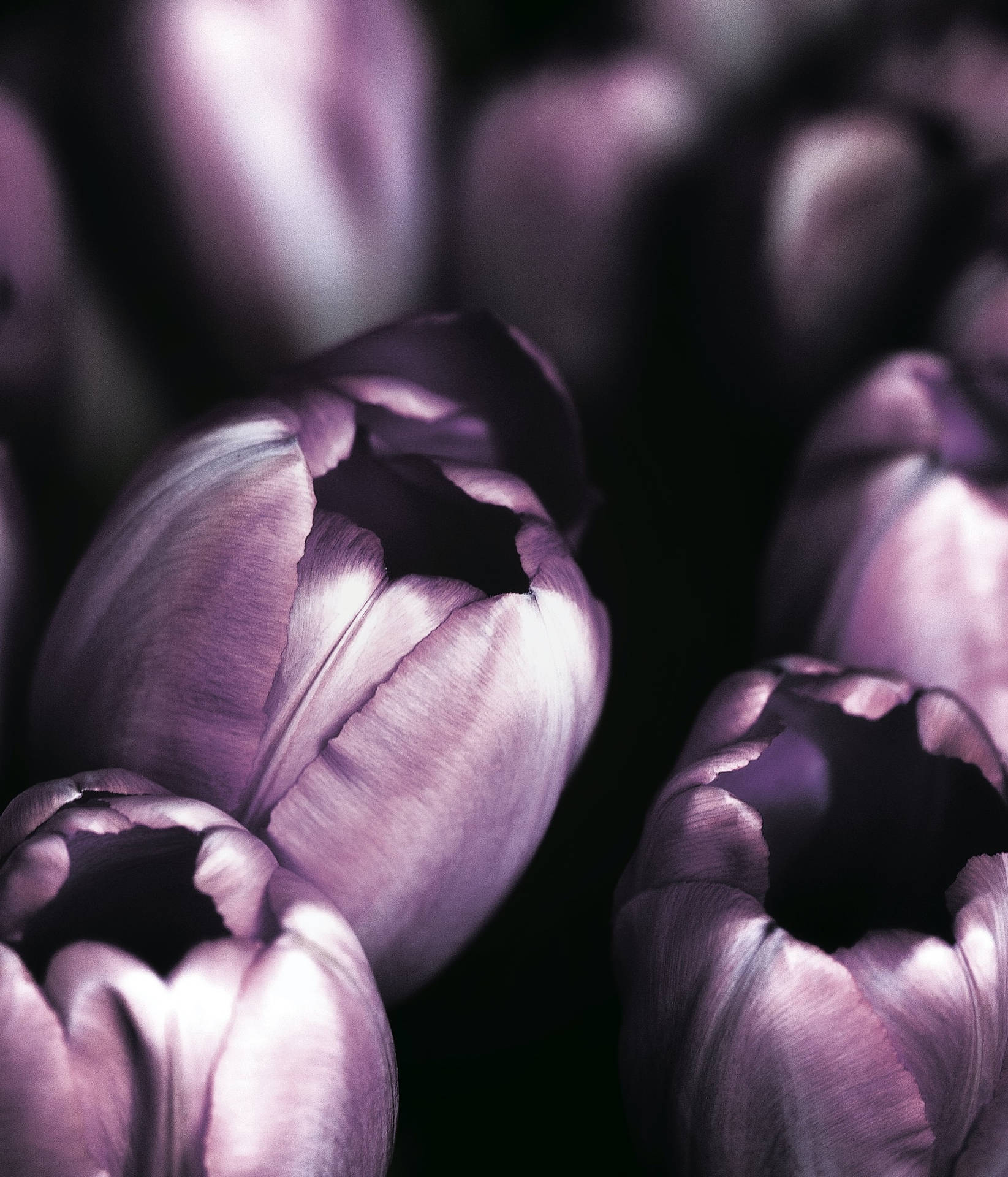 Macro Shot Of Purple Tulips Or Jacuzzi Tulips Iphone Wallpaper