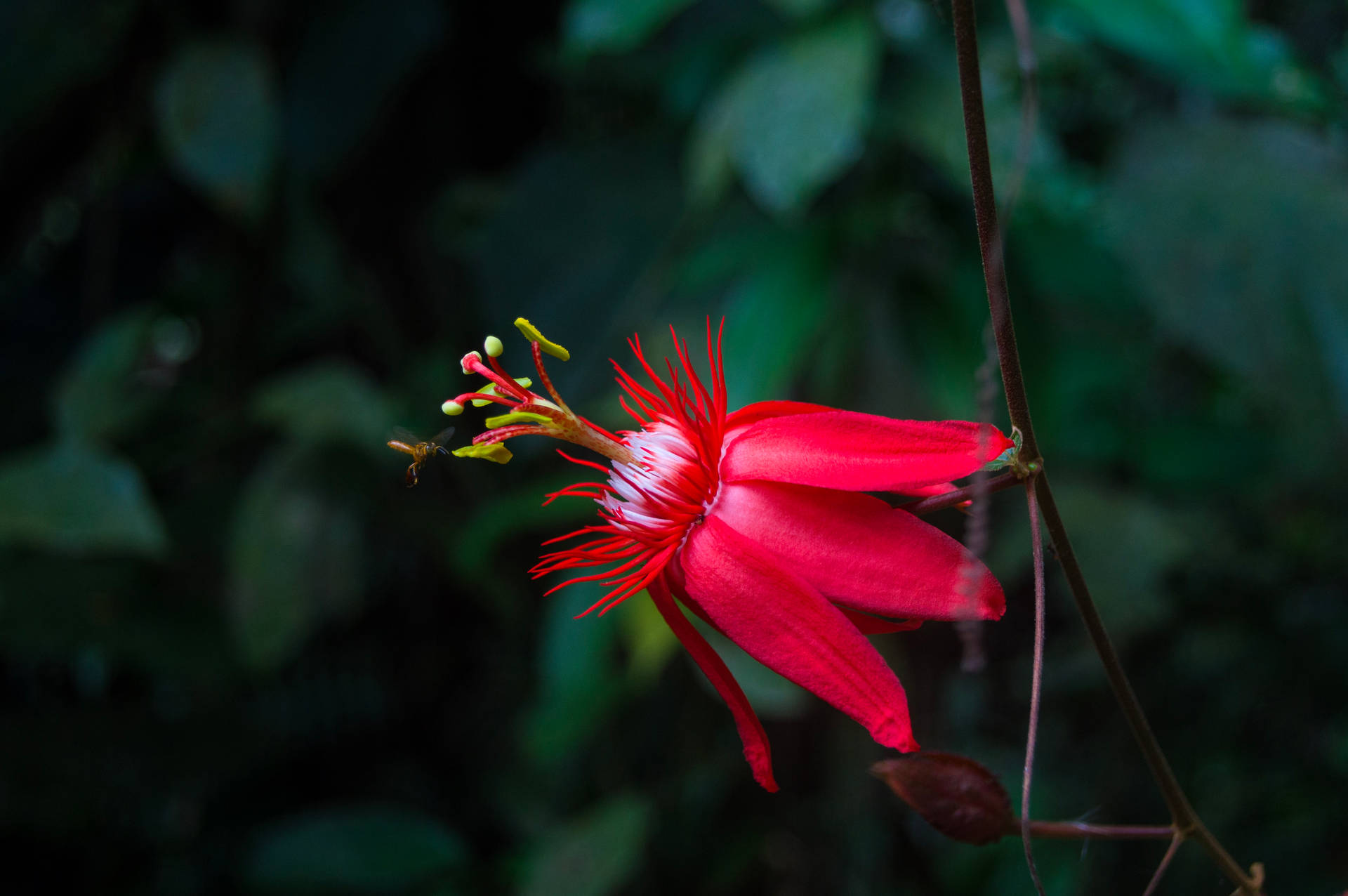 Macro Shot Of Red Flower