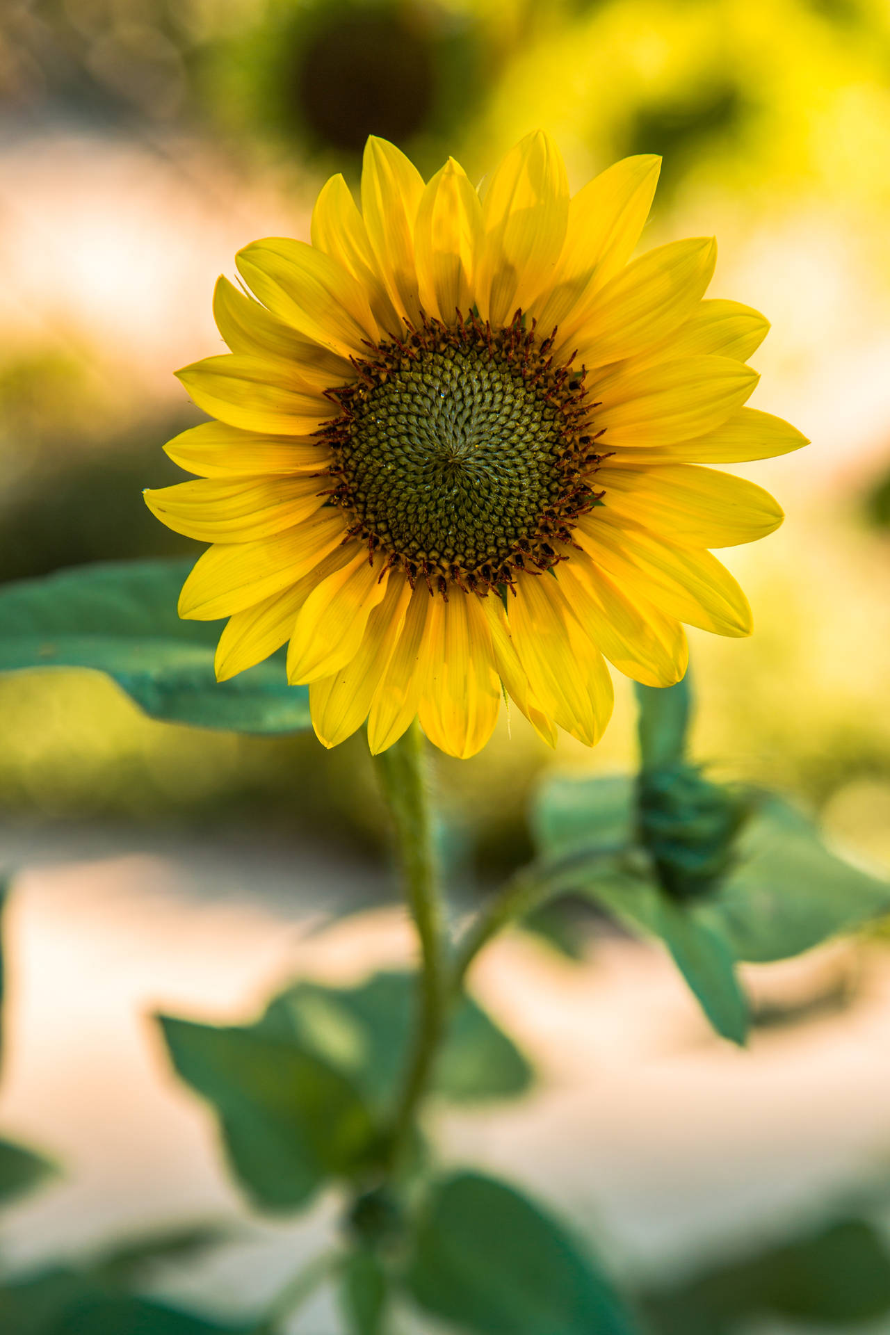 Macro Sunflower Background