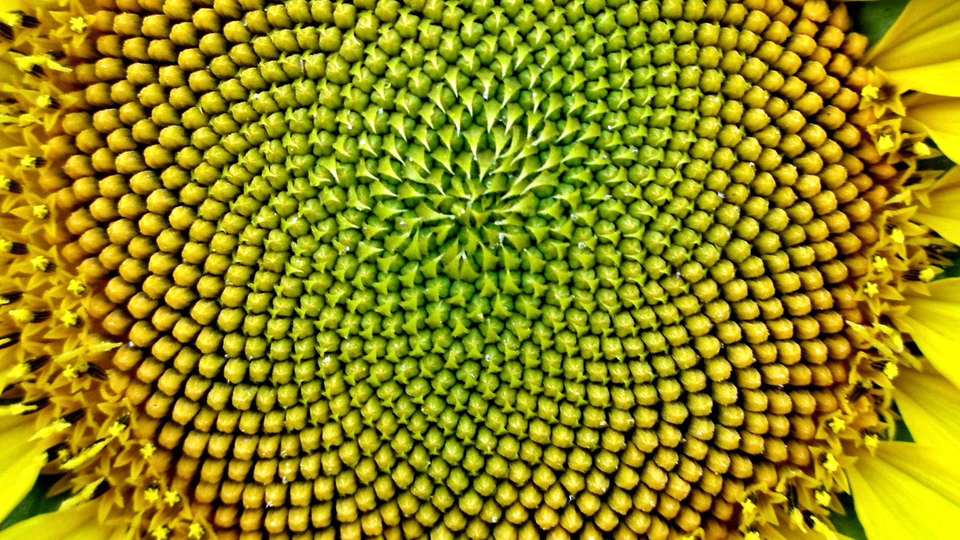 Macro Sunflower Laptop Wallpaper