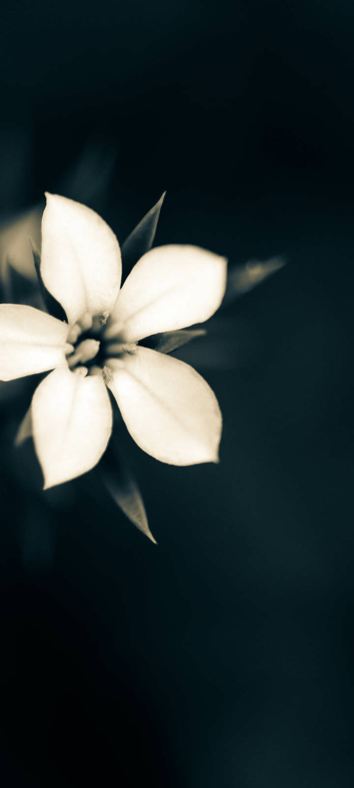 Macon White Flower Plant Til iPhone Baggrundsbillede Wallpaper