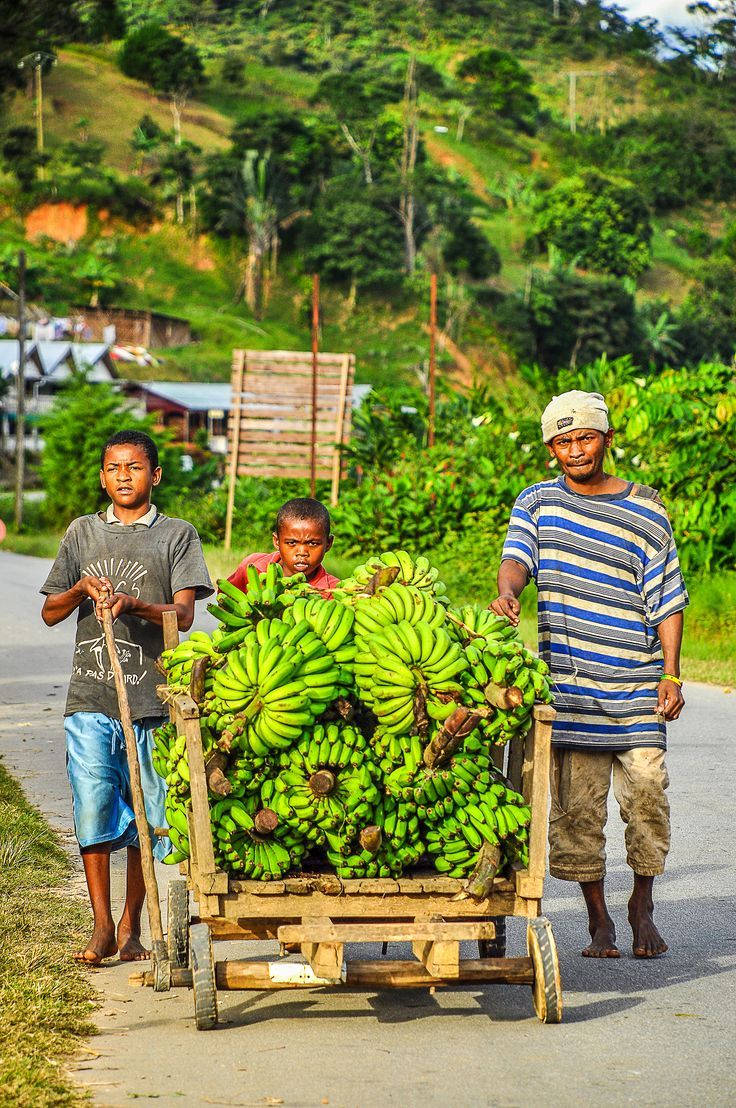 Proveedorde Bananas De Madagascar Fondo de pantalla