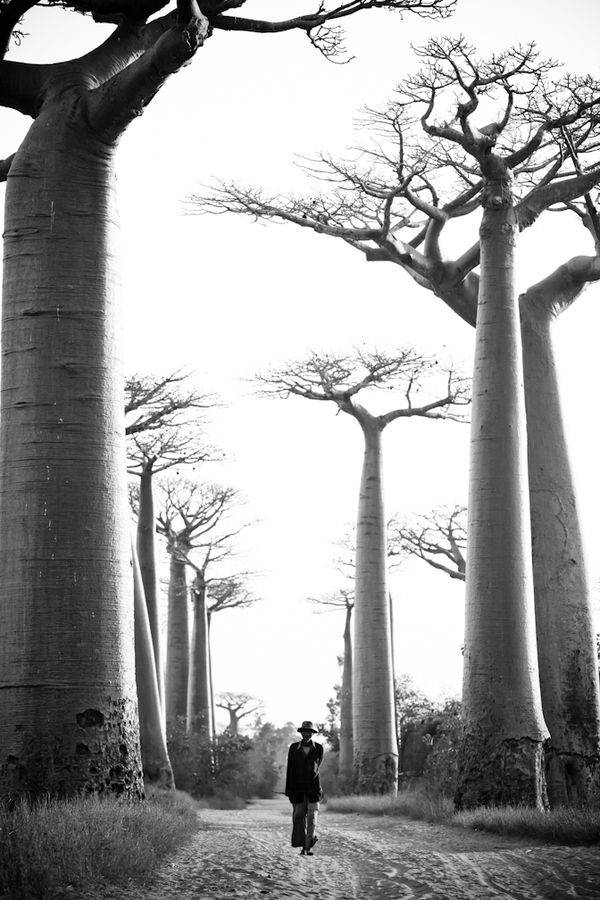 Alberodi Baobab Del Madagascar Sfondo