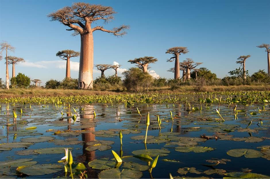 Baobabdi Madagascar E Ninfee D'acqua Sfondo