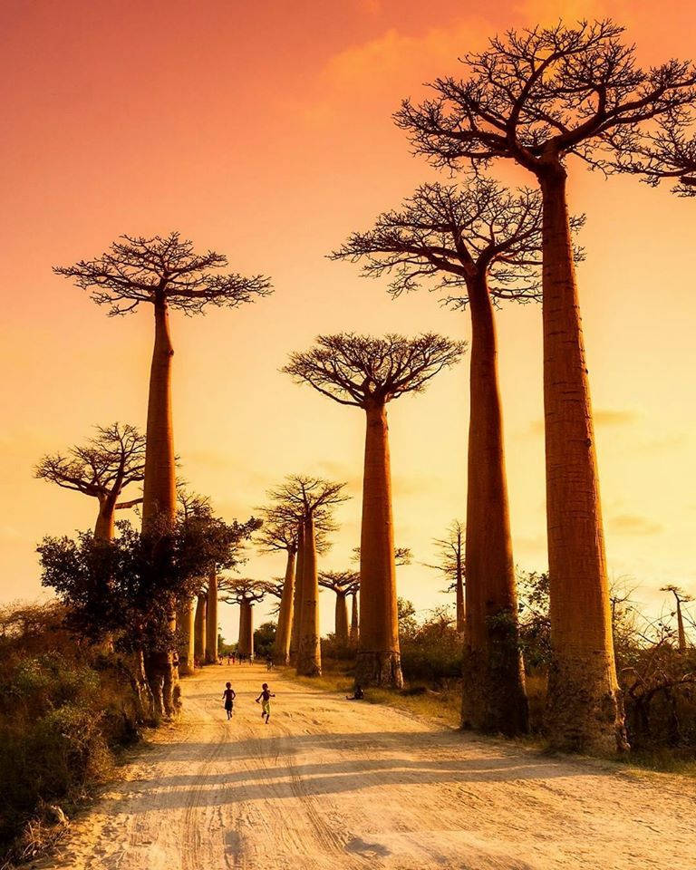 Baobabdel Madagascar Al Tramonto. Sfondo