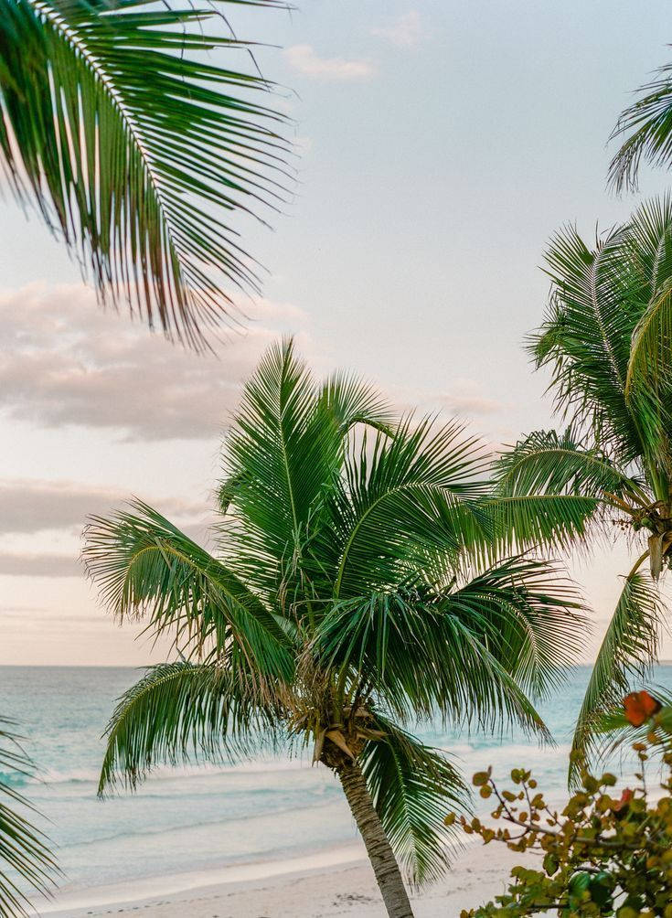 Madadascar Coconut By The Beach Wallpaper