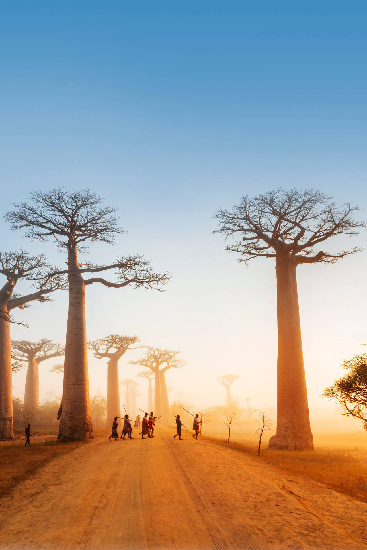 Nativosde Madagascar E Baobás Papel de Parede