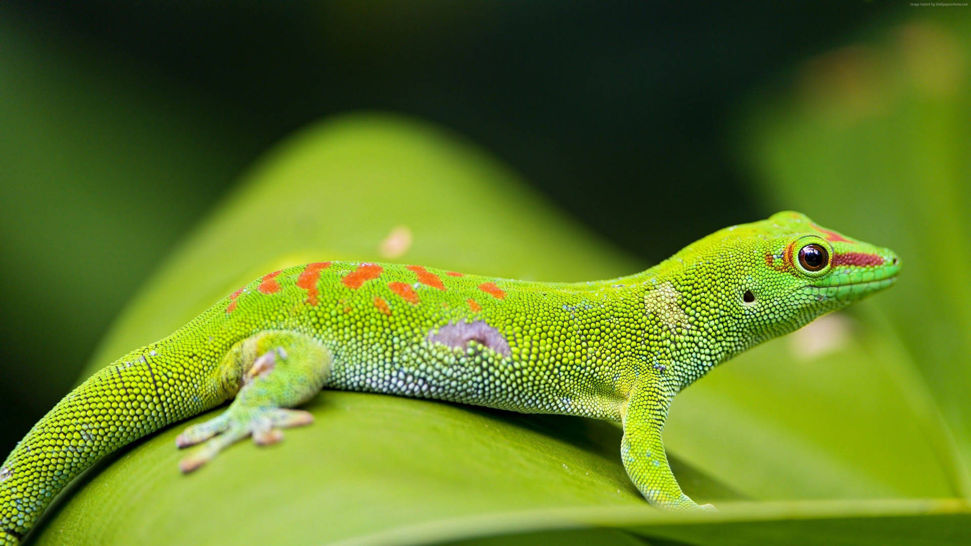 Madagascar Day Green Gecko Wallpaper