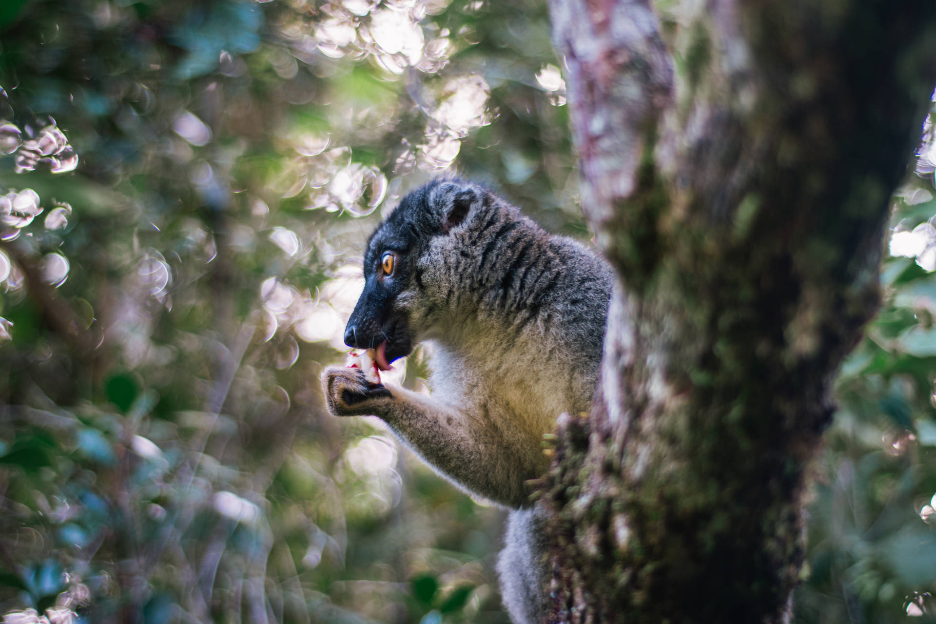 Madagascar Lemur On Tree Wallpaper