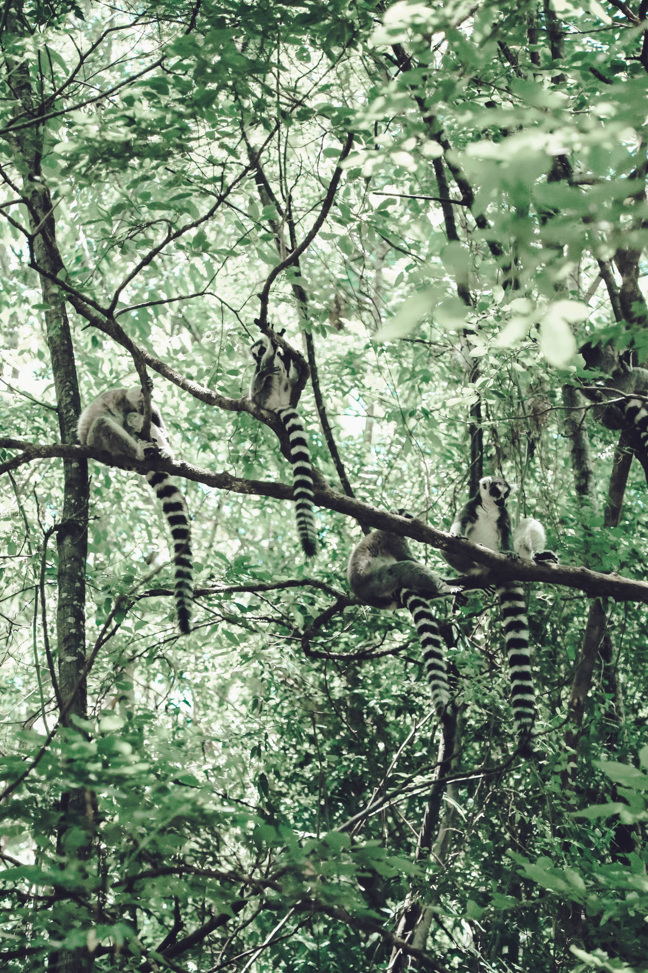 Madagascar Maki Animal Wallpaper